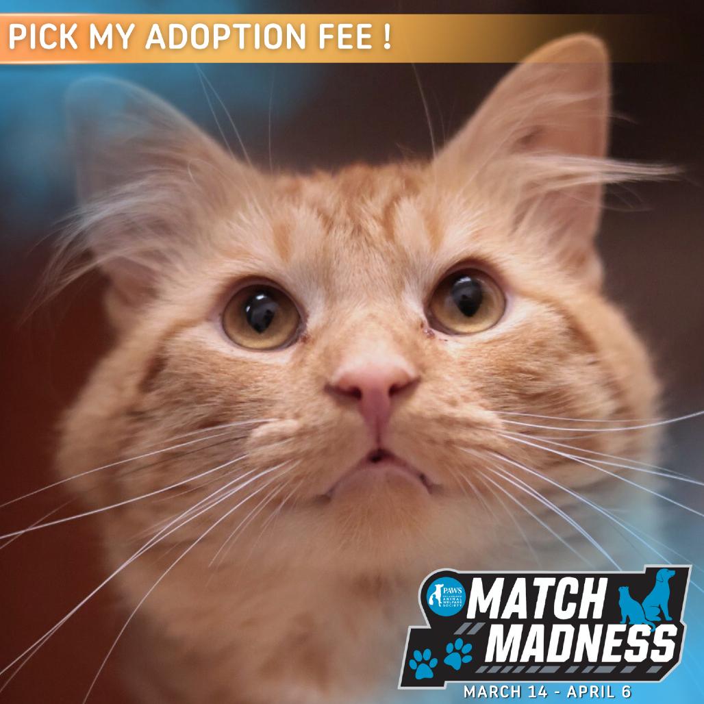 Enlarge Oscar, a Adoptable Domestic Medium Hair in Philadelphia, PA image 1/6