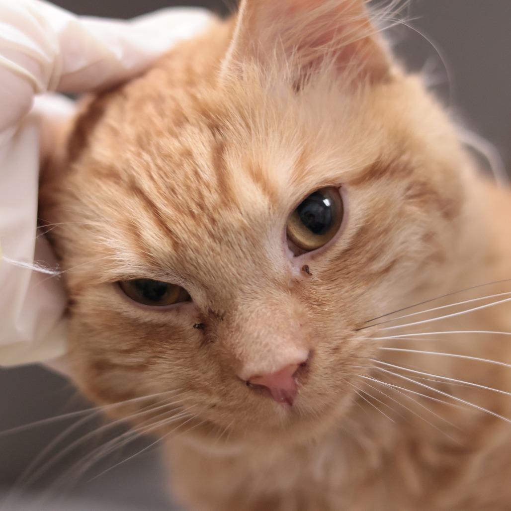 Oscar, a Adoptable Domestic Medium Hair in Philadelphia, PA image 1/6