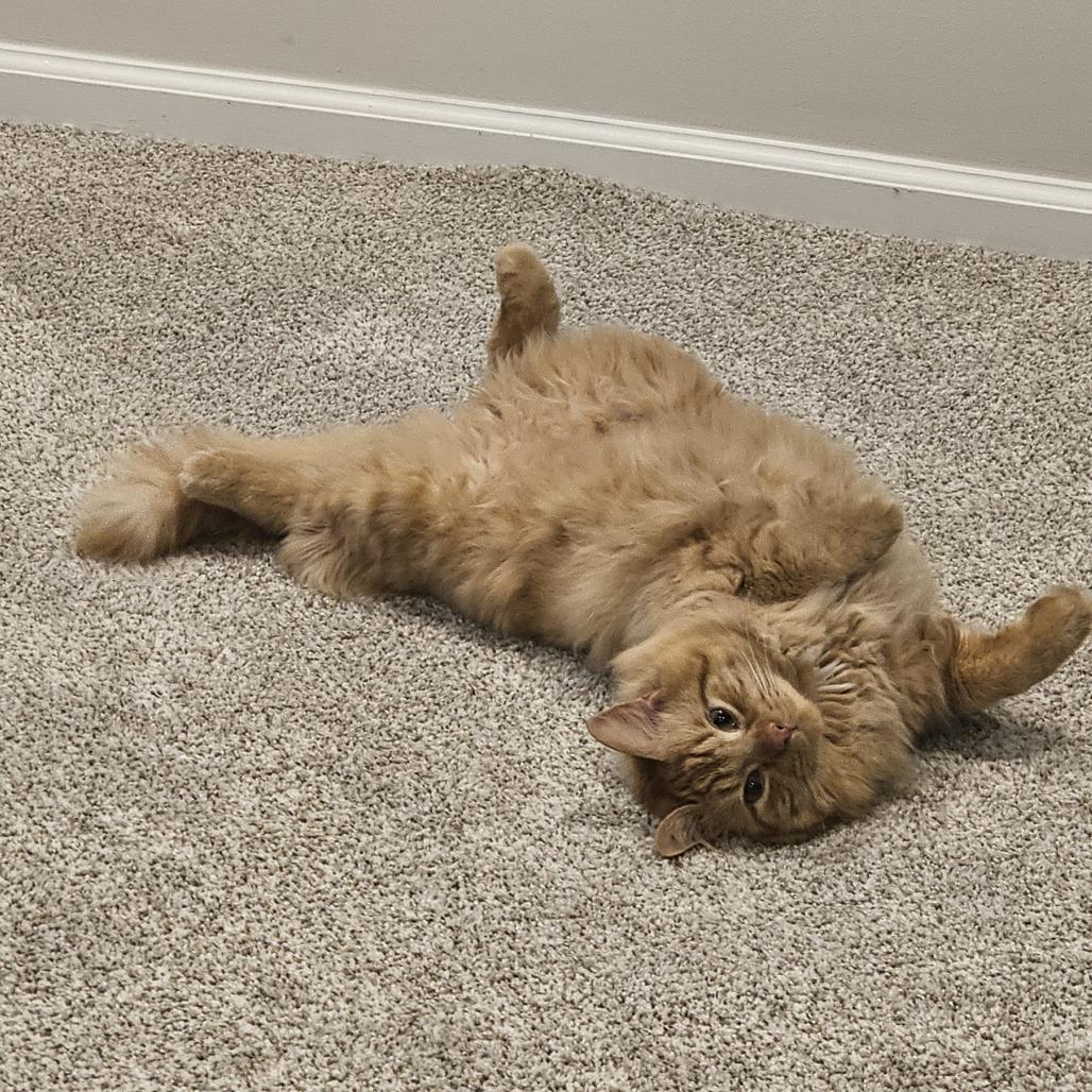 Oscar, Adoptable, Adult Male Domestic Medium Hair.