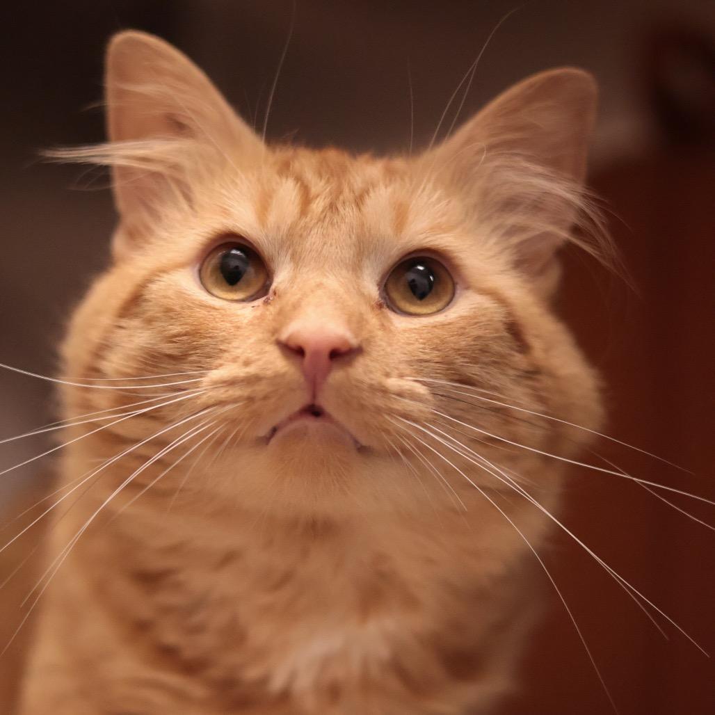 Oscar, a Adoptable Domestic Medium Hair in Philadelphia, PA image 2/6