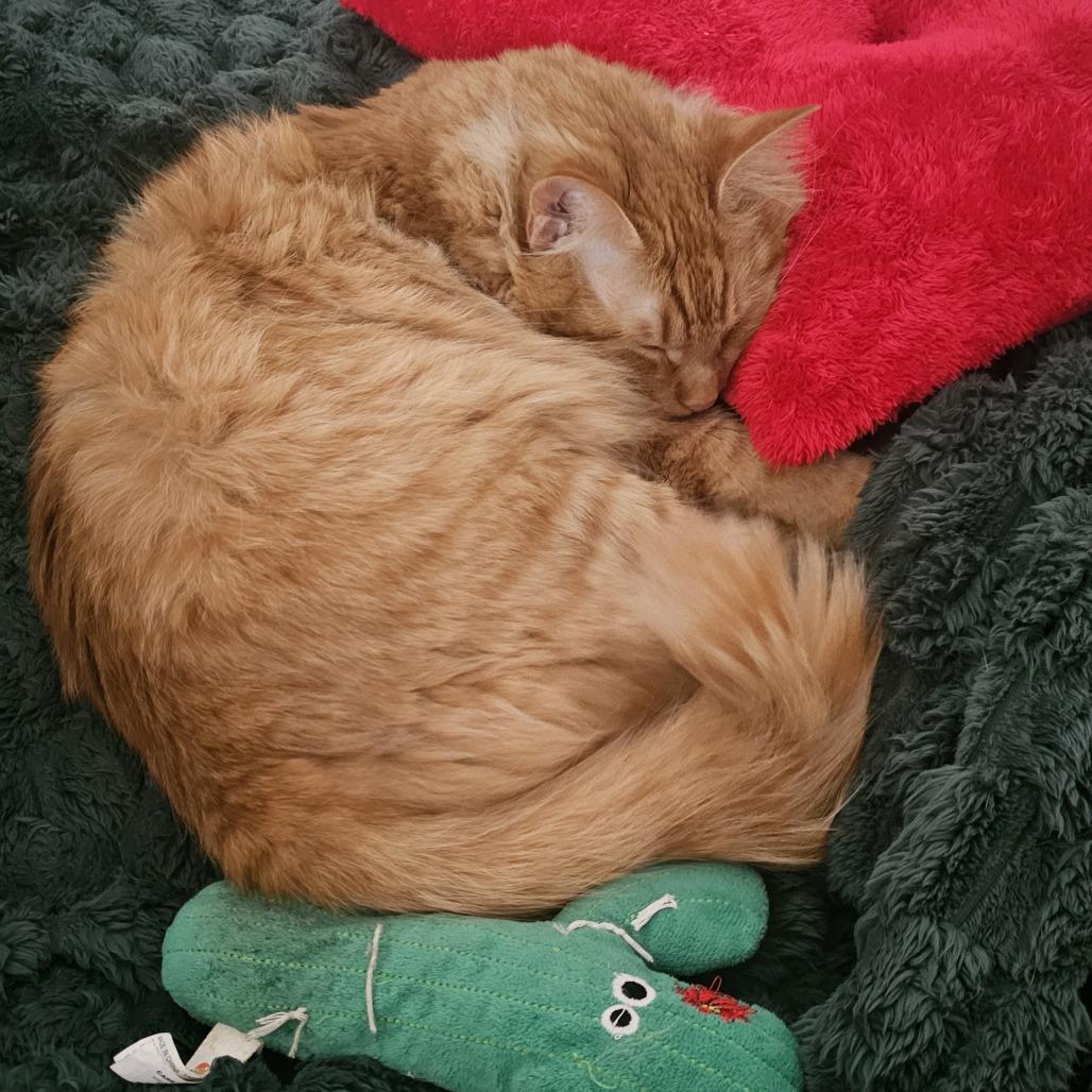 Enlarge Oscar, a Adoptable Domestic Medium Hair in Philadelphia, PA image 3/6