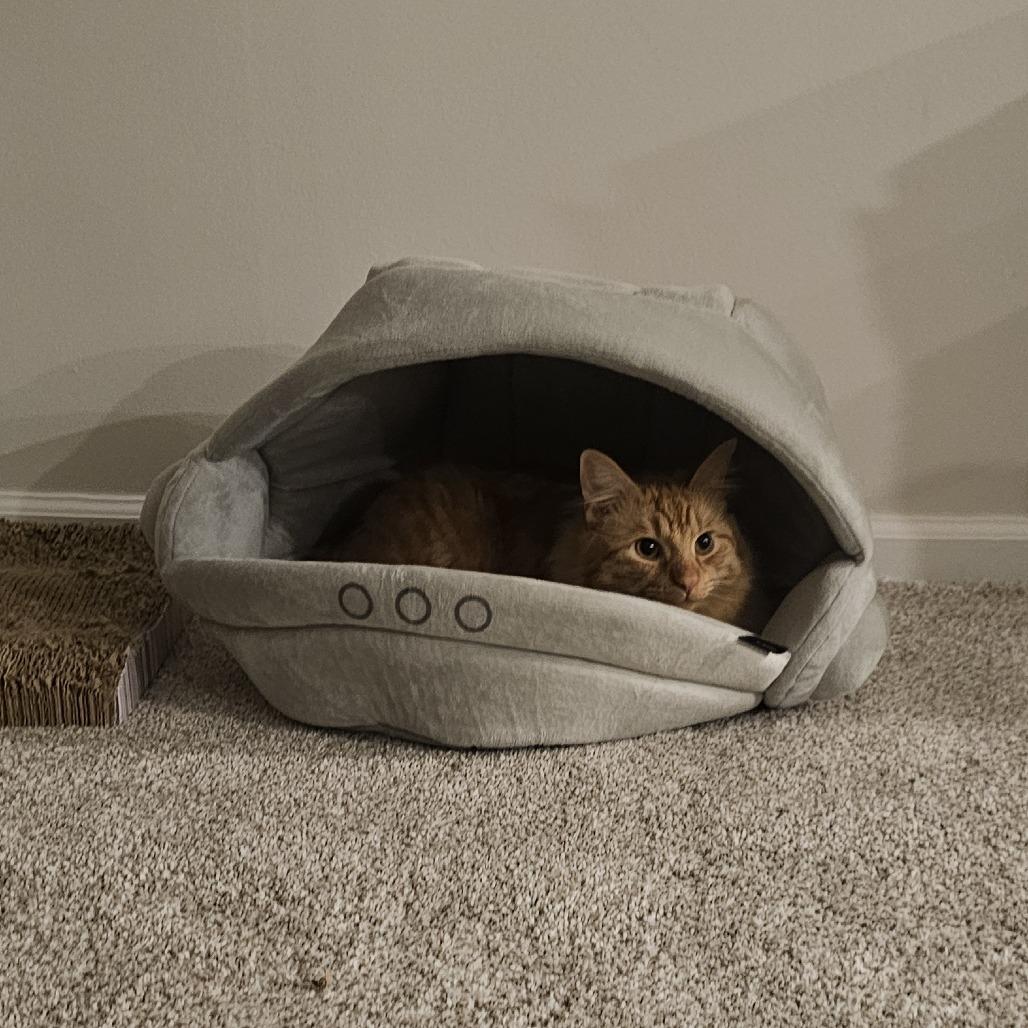 Oscar, a Adoptable Domestic Medium Hair in Philadelphia, PA image 5/6