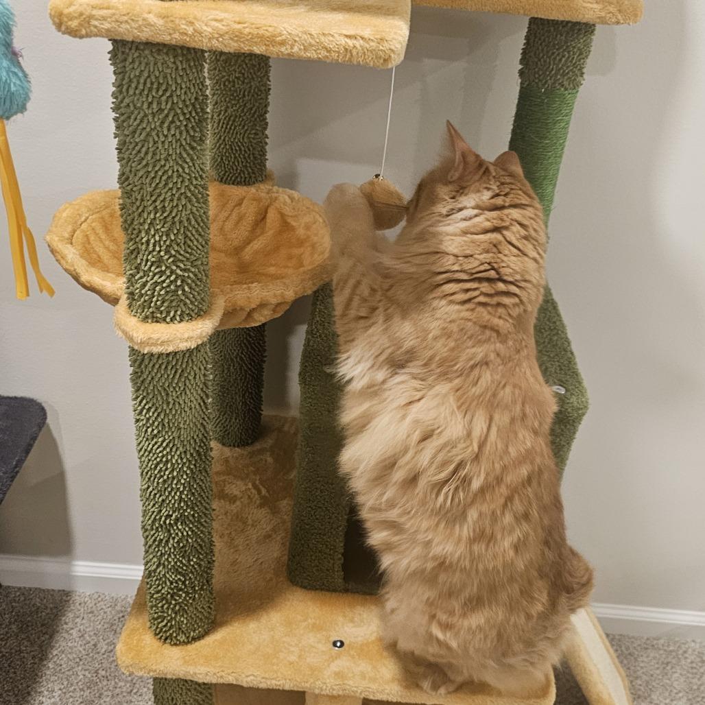 Oscar, a Adoptable Domestic Medium Hair in Philadelphia, PA image 6/6