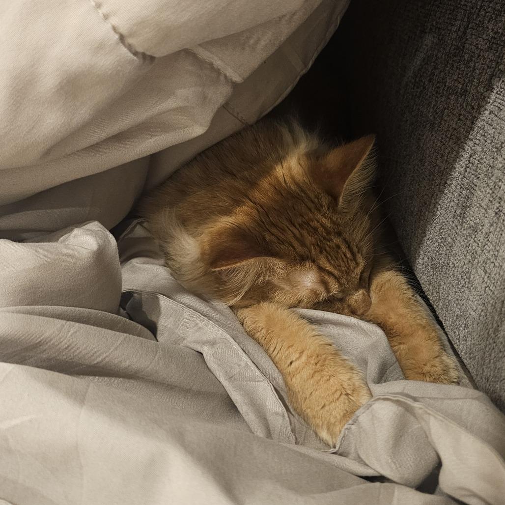 Enlarge Oscar, a Adoptable Domestic Medium Hair in Philadelphia, PA image 4/6