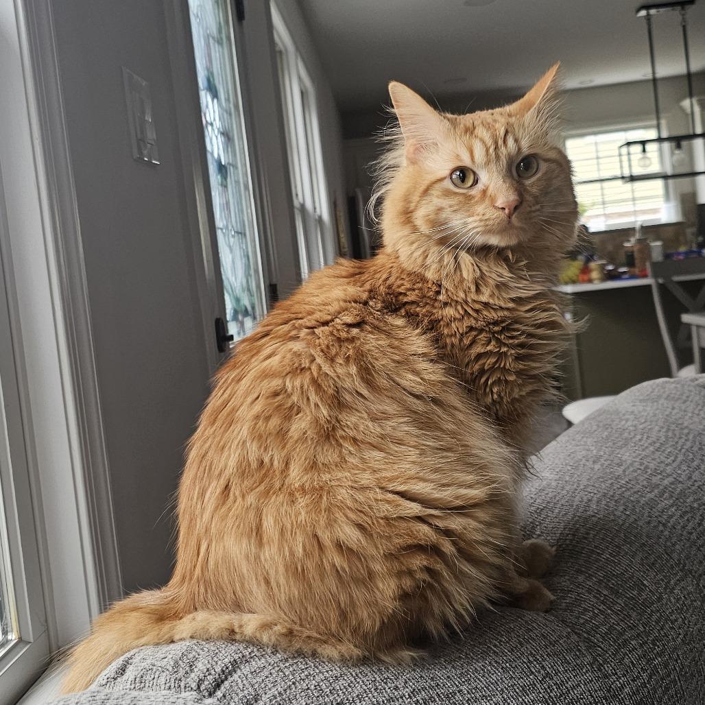 Enlarge Oscar, a Adoptable Domestic Medium Hair in Philadelphia, PA image 5/6