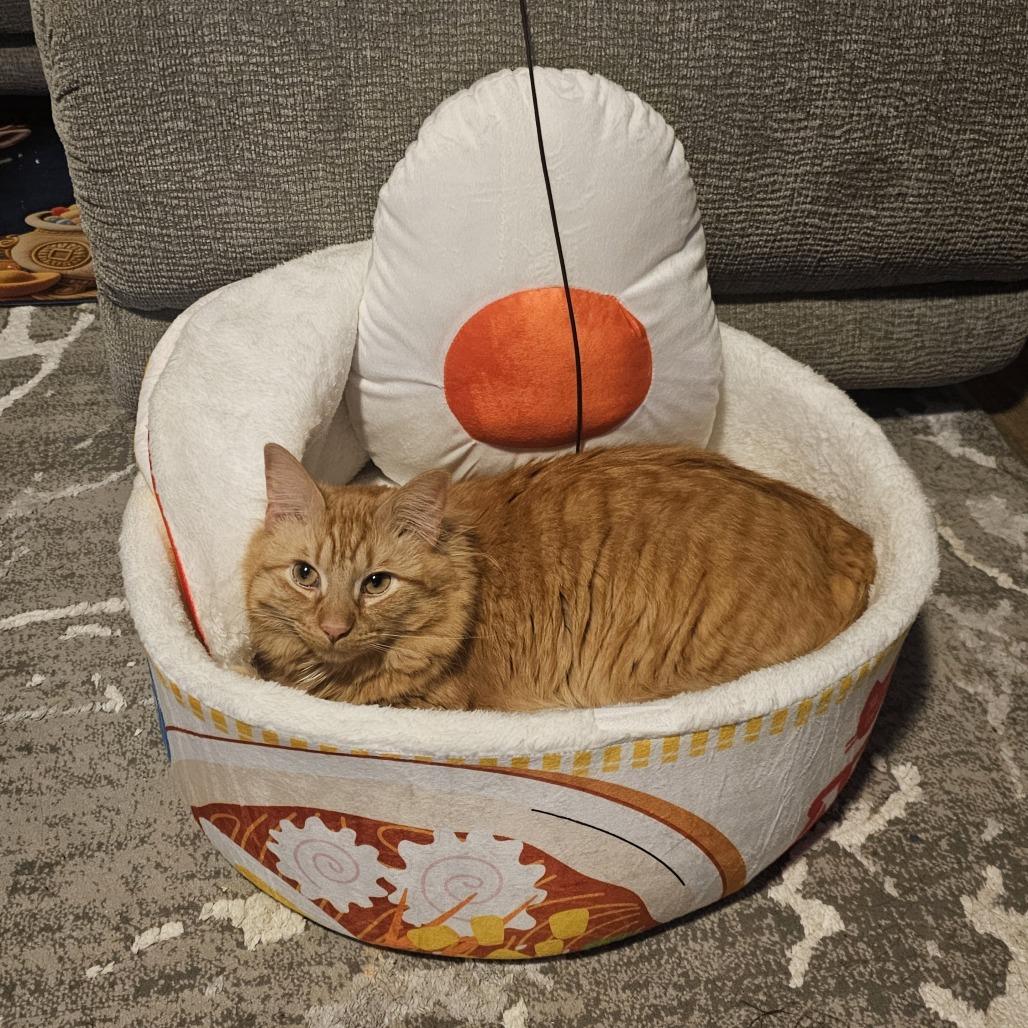 Enlarge Oscar, a Adoptable Domestic Medium Hair in Philadelphia, PA image 6/6