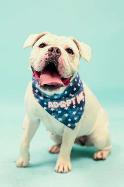 Luna 89042, an adoptable English Bulldog in Spanish Fork, UT, 84660 | Photo Image 2