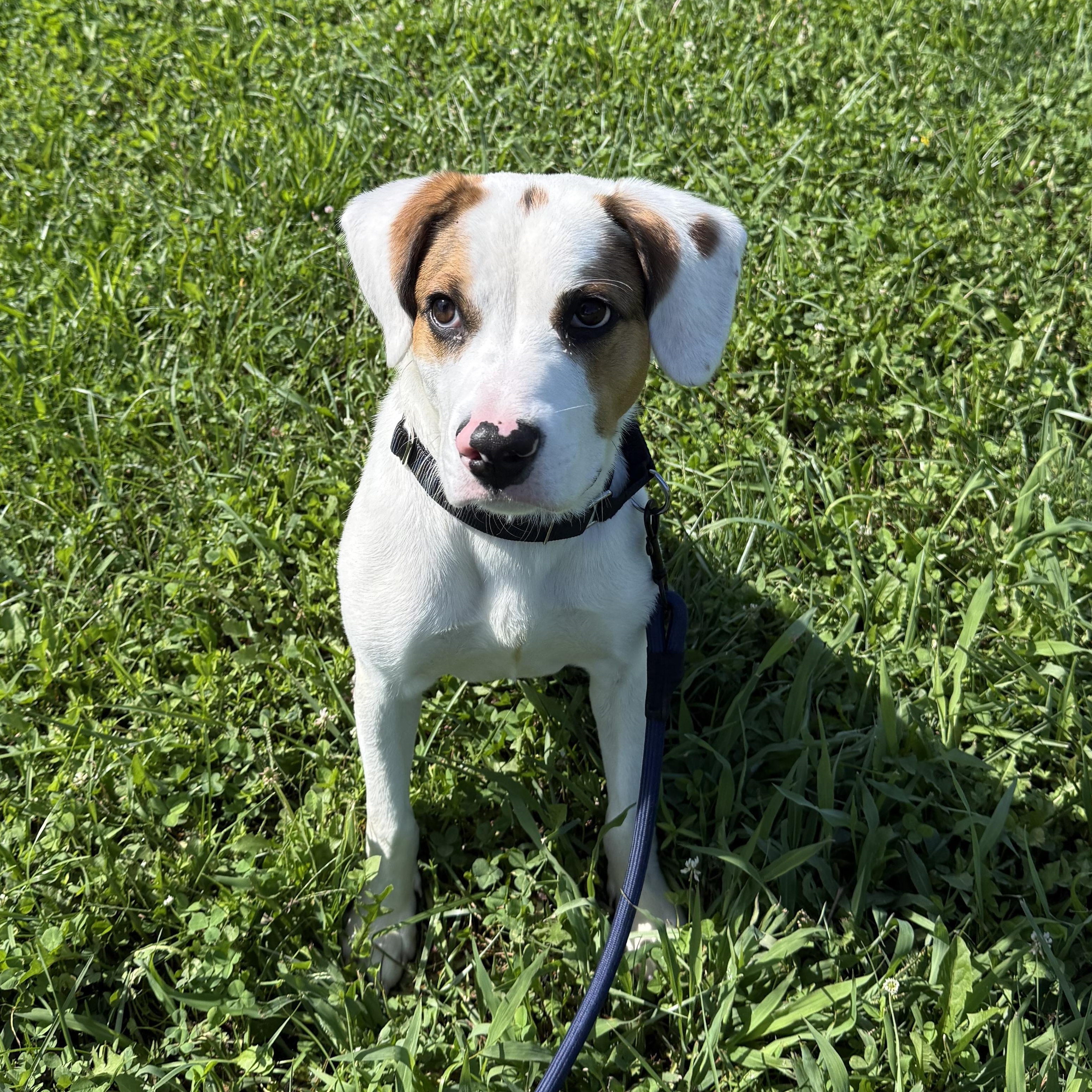 Enlarge Brooks, an adoptable mixed breed in Monroe, OH image 1/6
