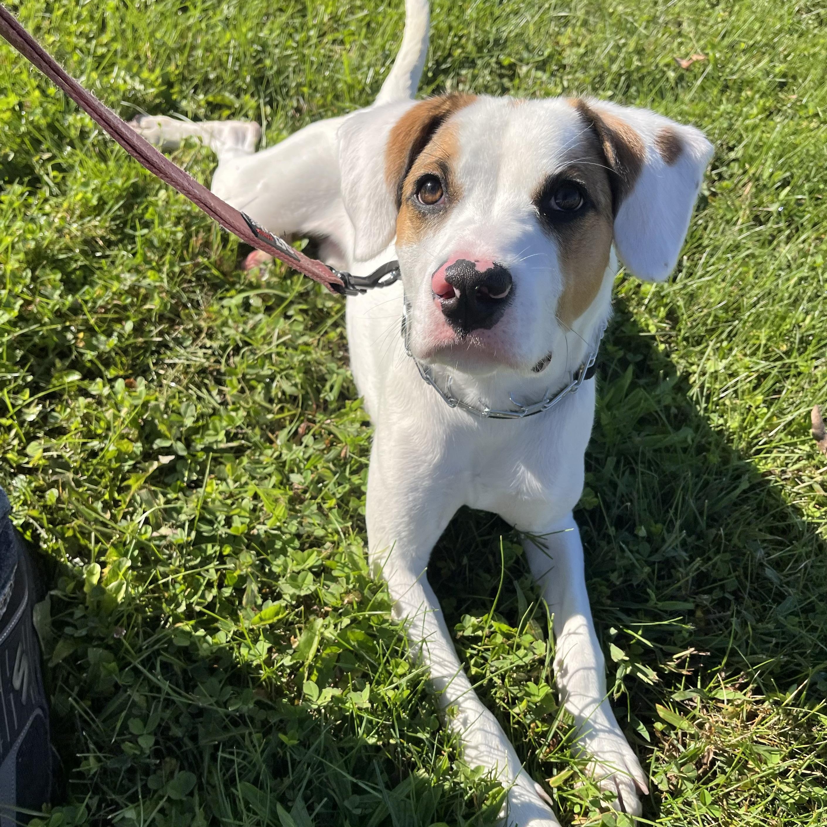 Enlarge Brooks, a Adoptable mixed breed in Monroe, OH image 4/6