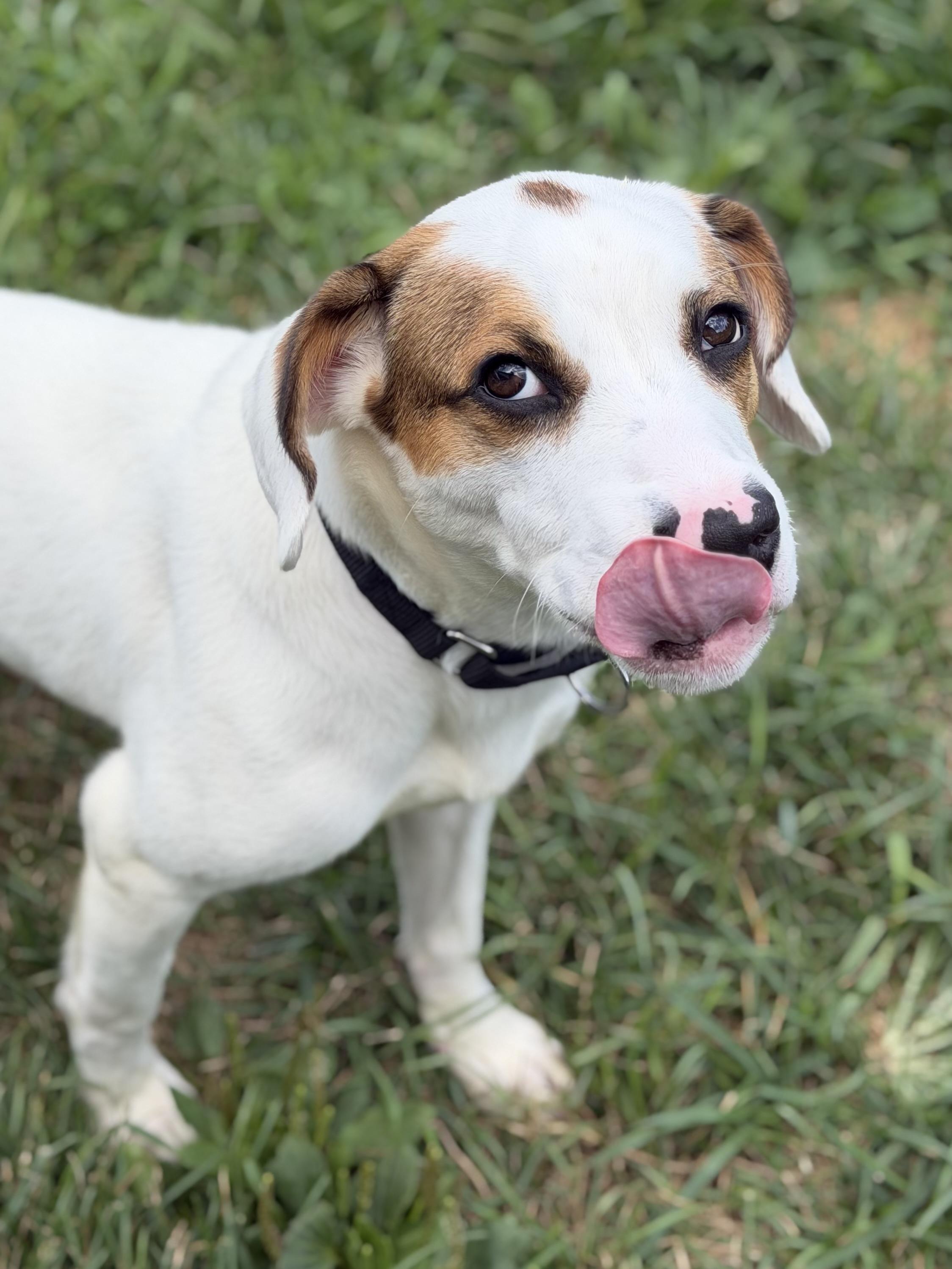 Brooks, an adopted mixed breed in Monroe, OH image 3/3