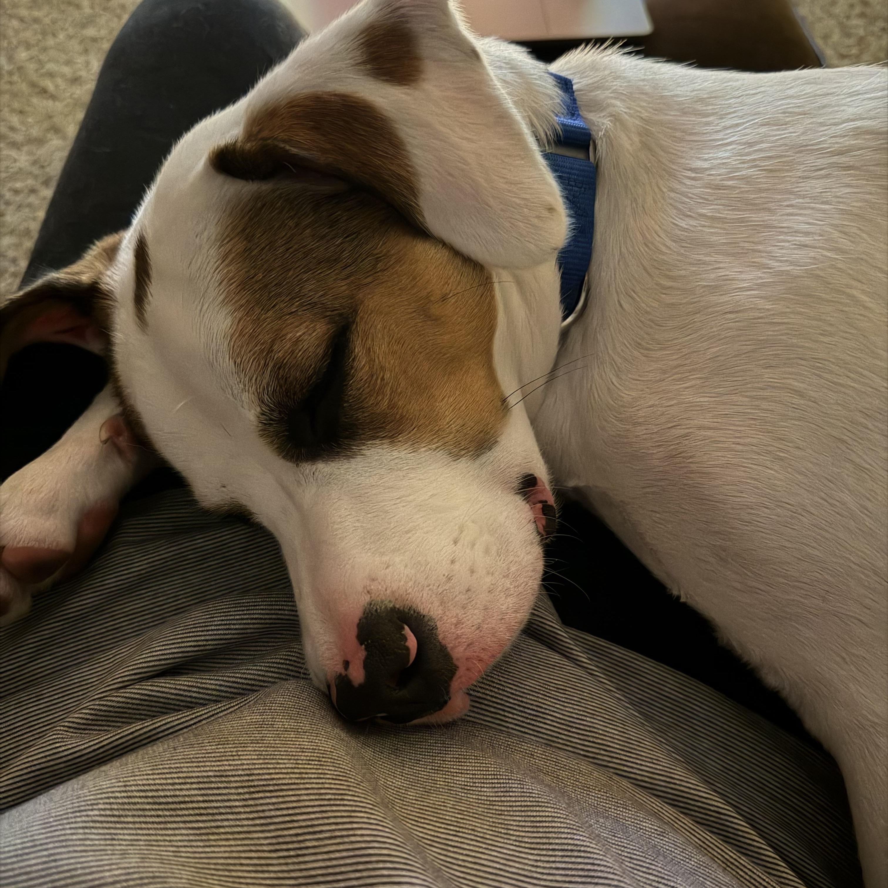 Enlarge Brooks, a Adoptable mixed breed in Monroe, OH image 3/6