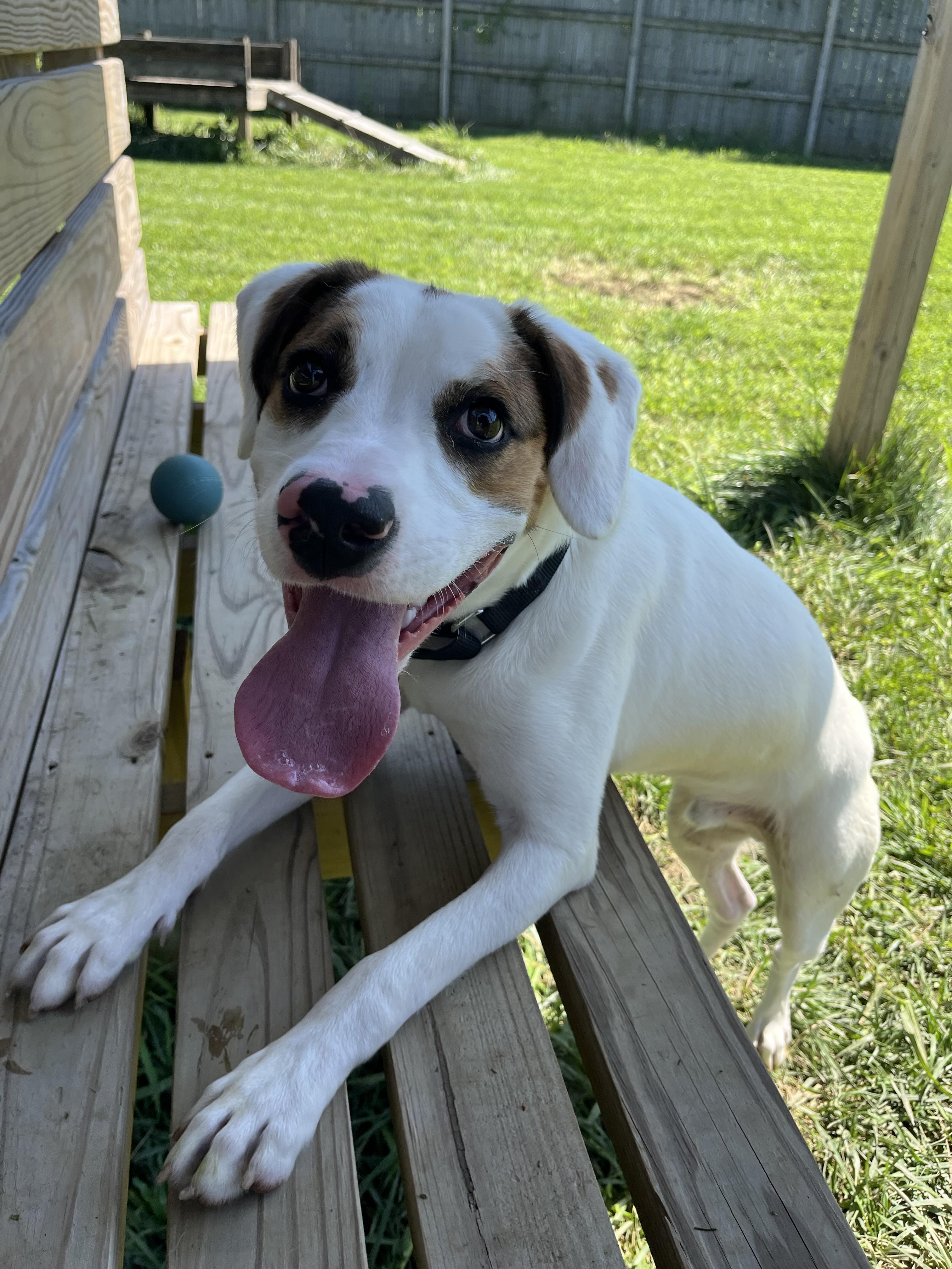 Enlarge Brooks, an adoptable mixed breed in Monroe, OH image 5/6