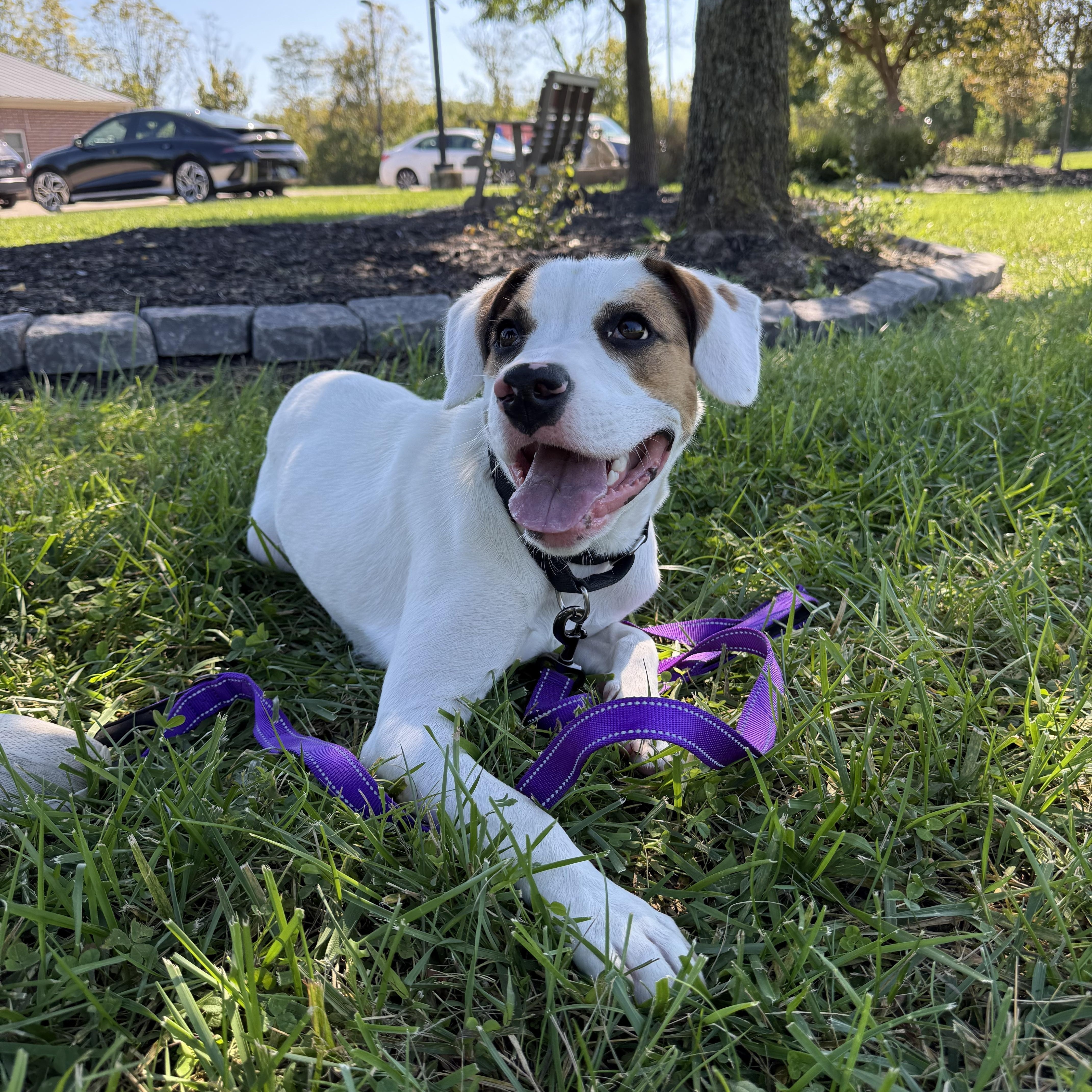 Enlarge Brooks, a Adoptable mixed breed in Monroe, OH image 1/6