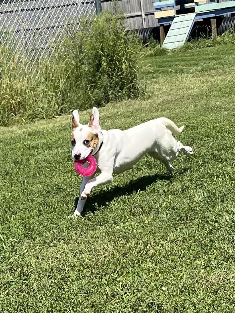Enlarge Brooks, an adoptable mixed breed in Monroe, OH image 4/6