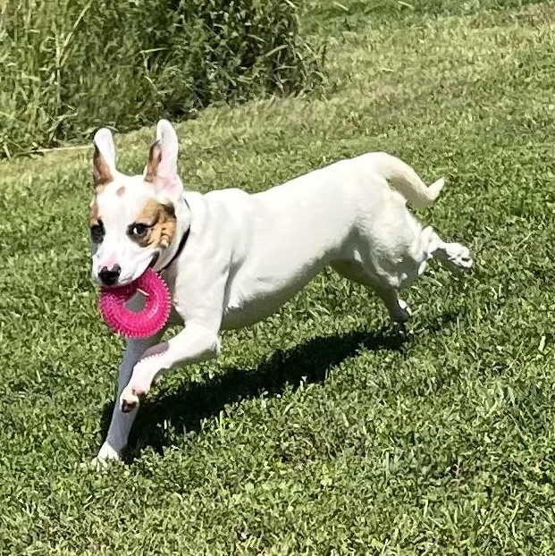 Enlarge Brooks, a Adoptable mixed breed in Monroe, OH image 1/6