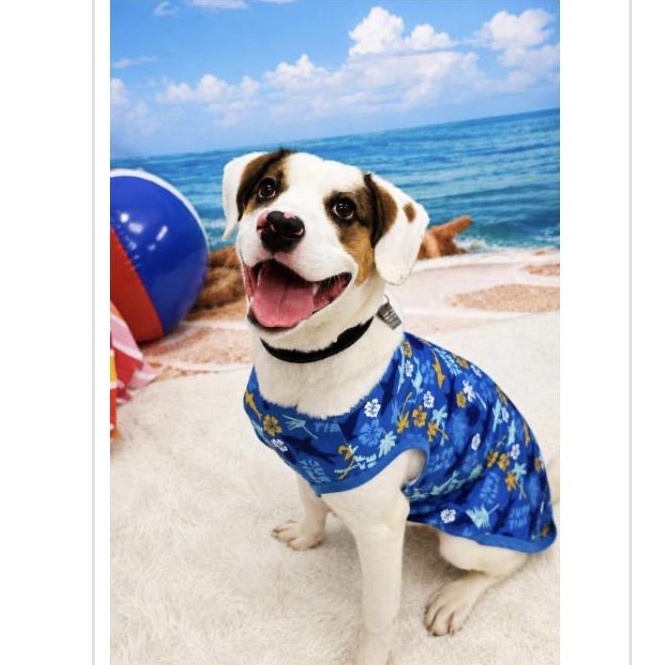 Brooks, an adopted mixed breed in Monroe, OH image 2/3