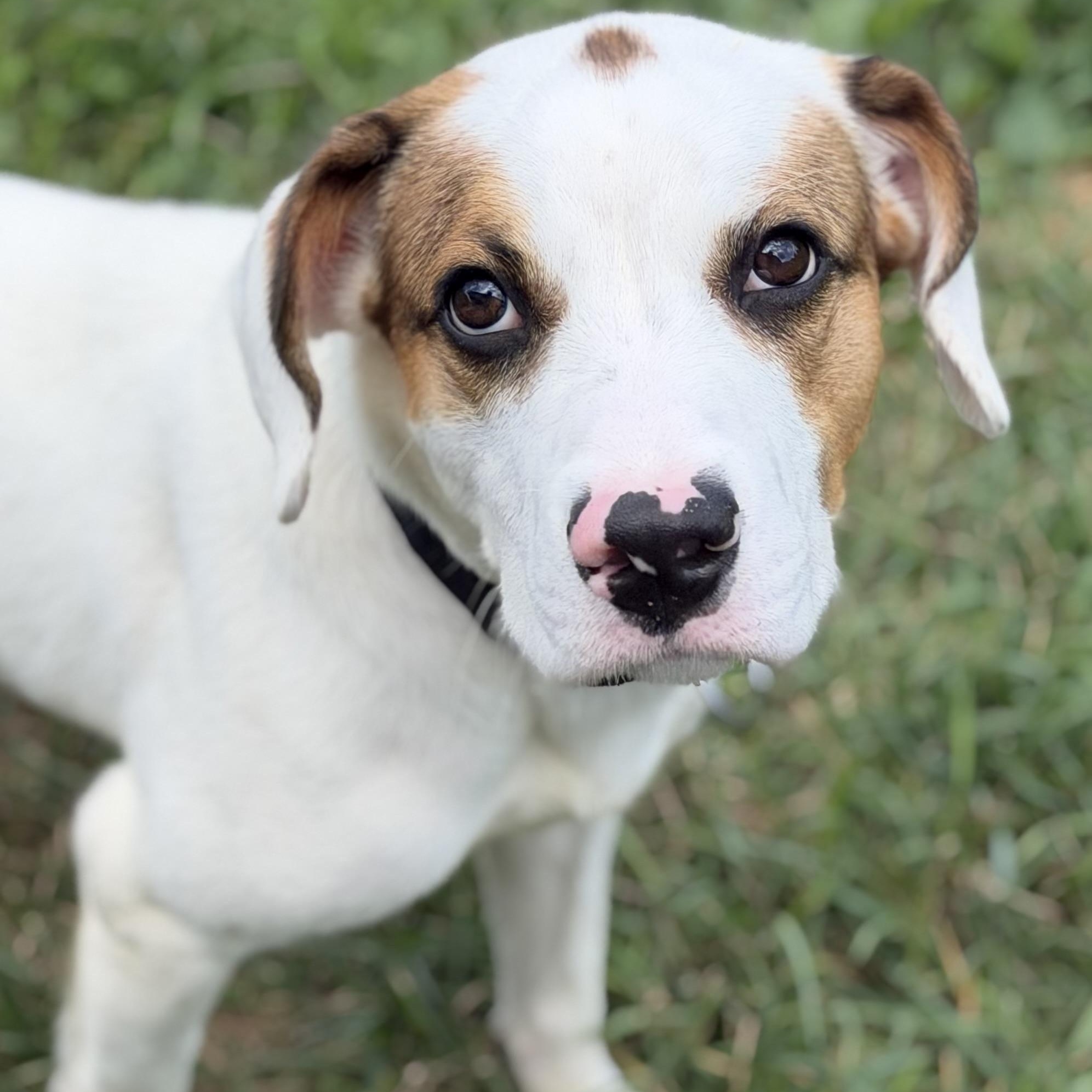 Brooks, adopted, Young Male Hound.