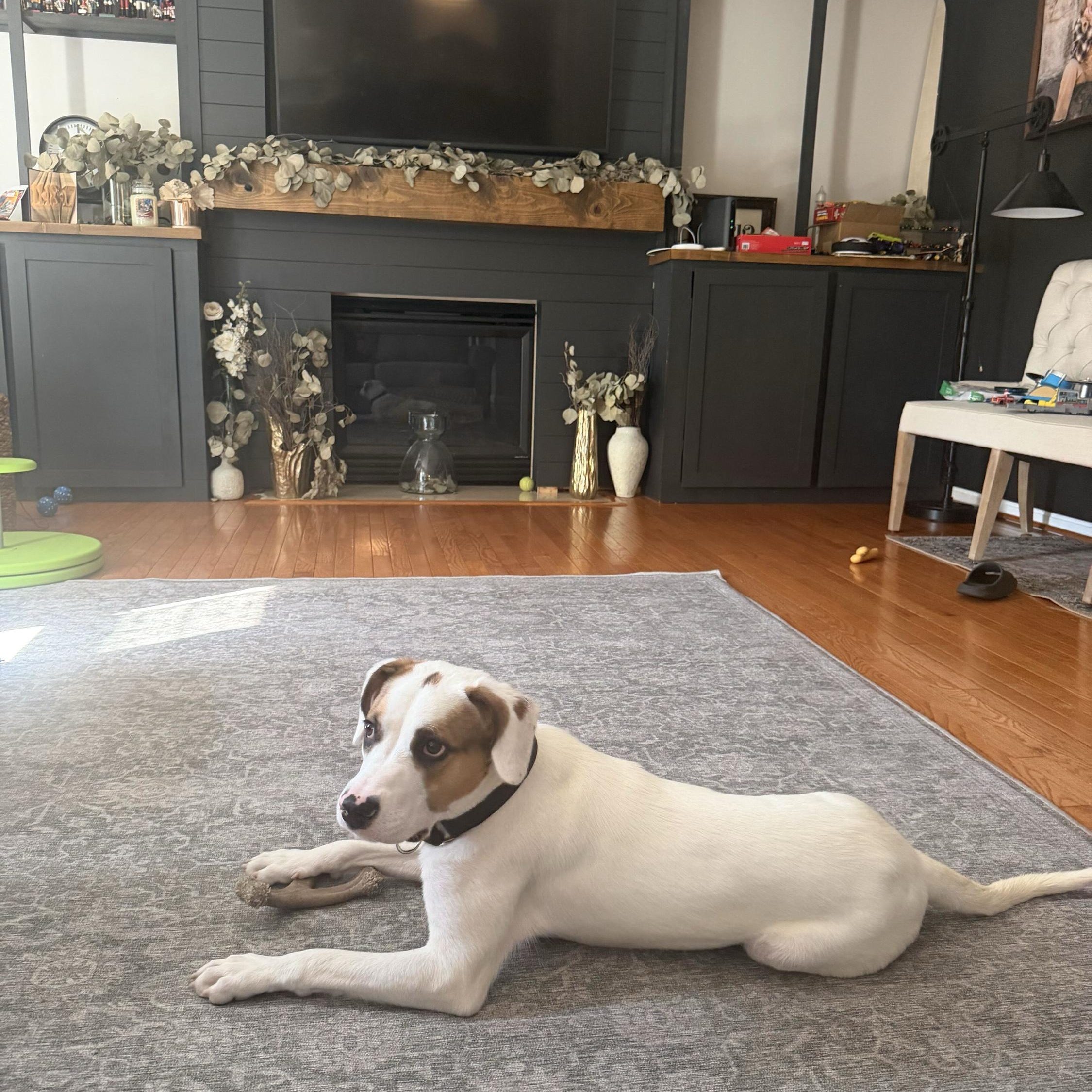 Enlarge Brooks, a Adoptable mixed breed in Monroe, OH image 2/6