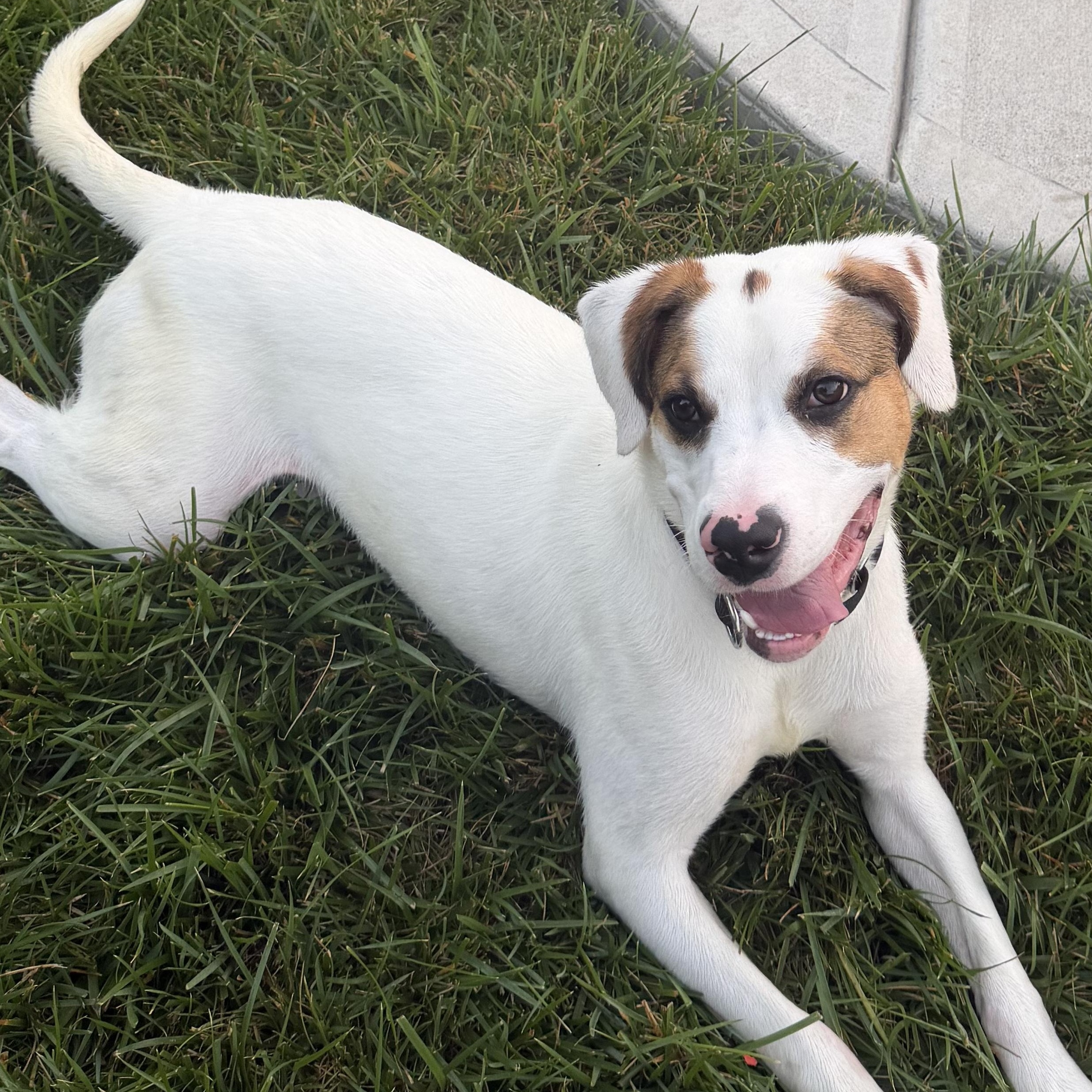 Enlarge Brooks, a Adoptable mixed breed in Monroe, OH image 6/6