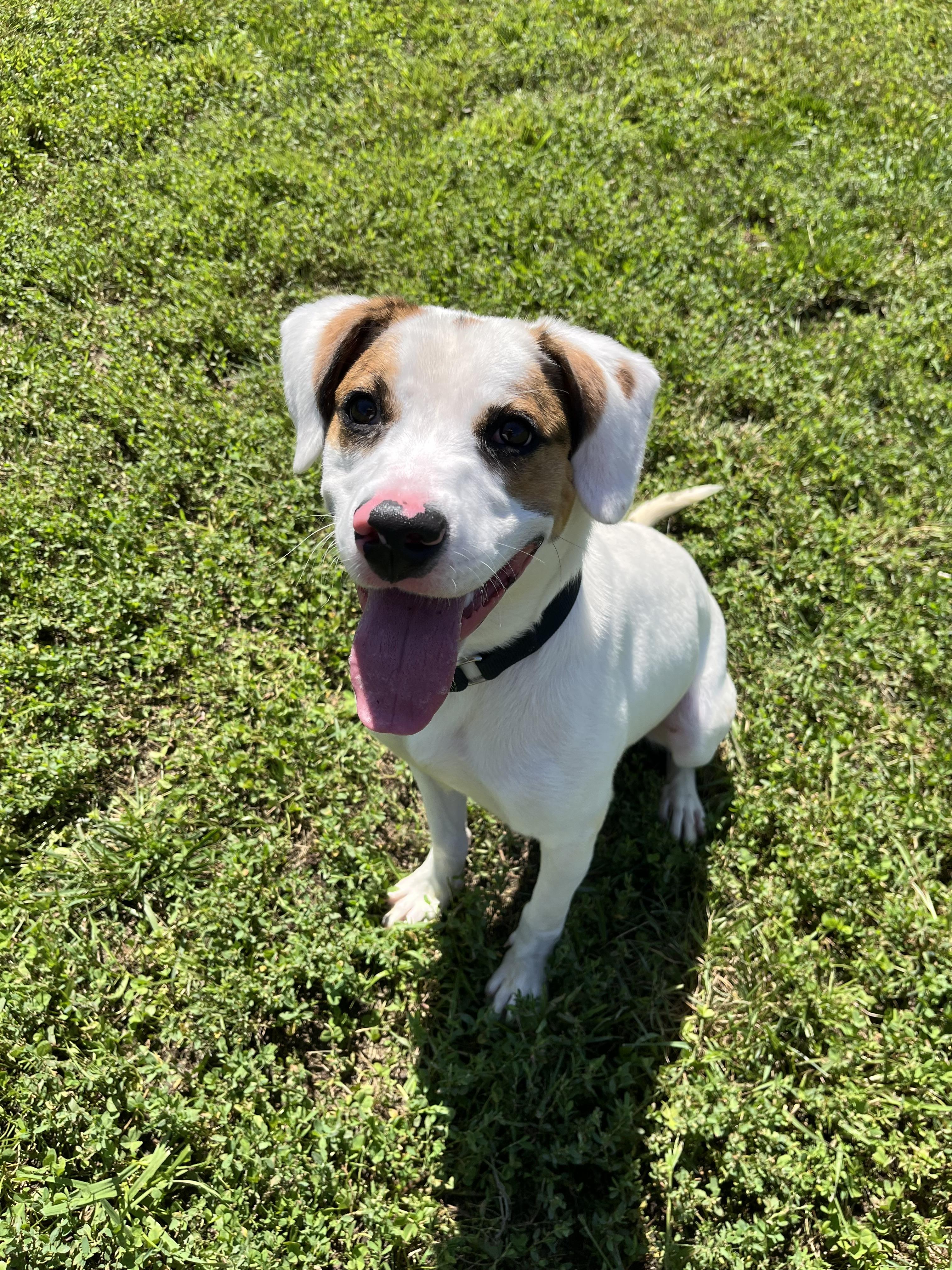 Enlarge Brooks, an adoptable mixed breed in Monroe, OH image 6/6