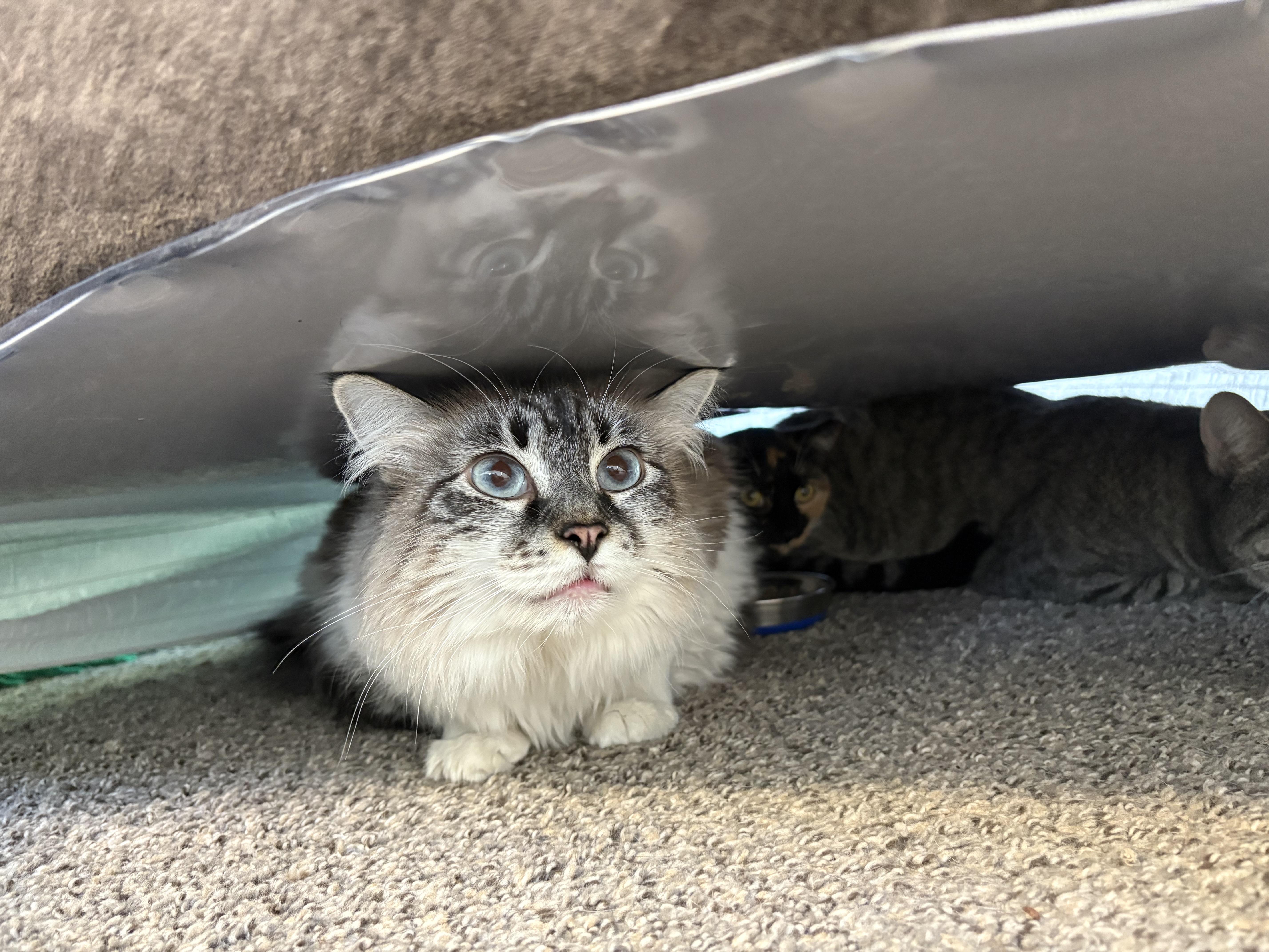 Loki, Adoptable, Adult Male Domestic Long Hair.