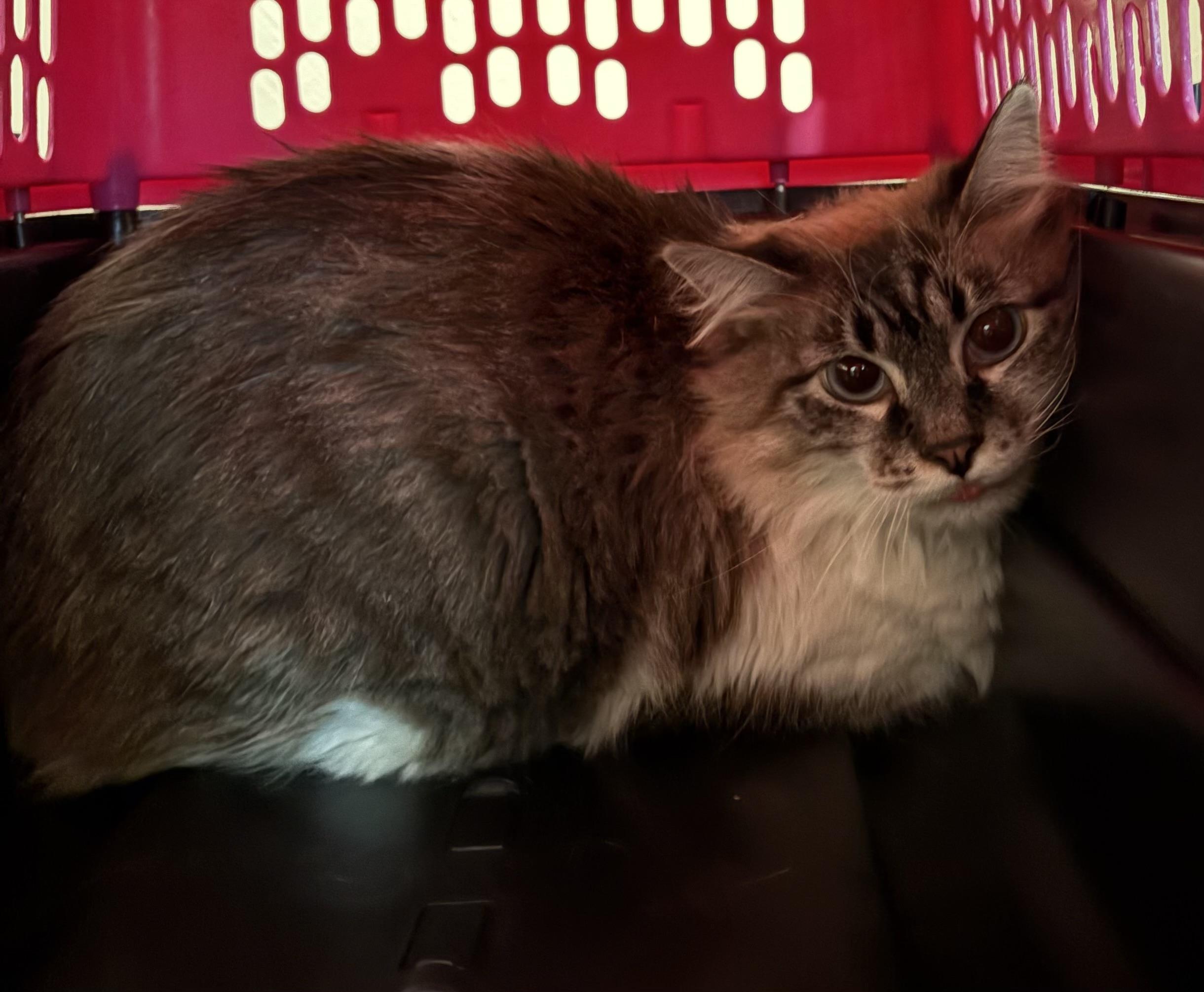 Enlarge Loki, a Adoptable Domestic Long Hair in Carson City, NV image 2/3