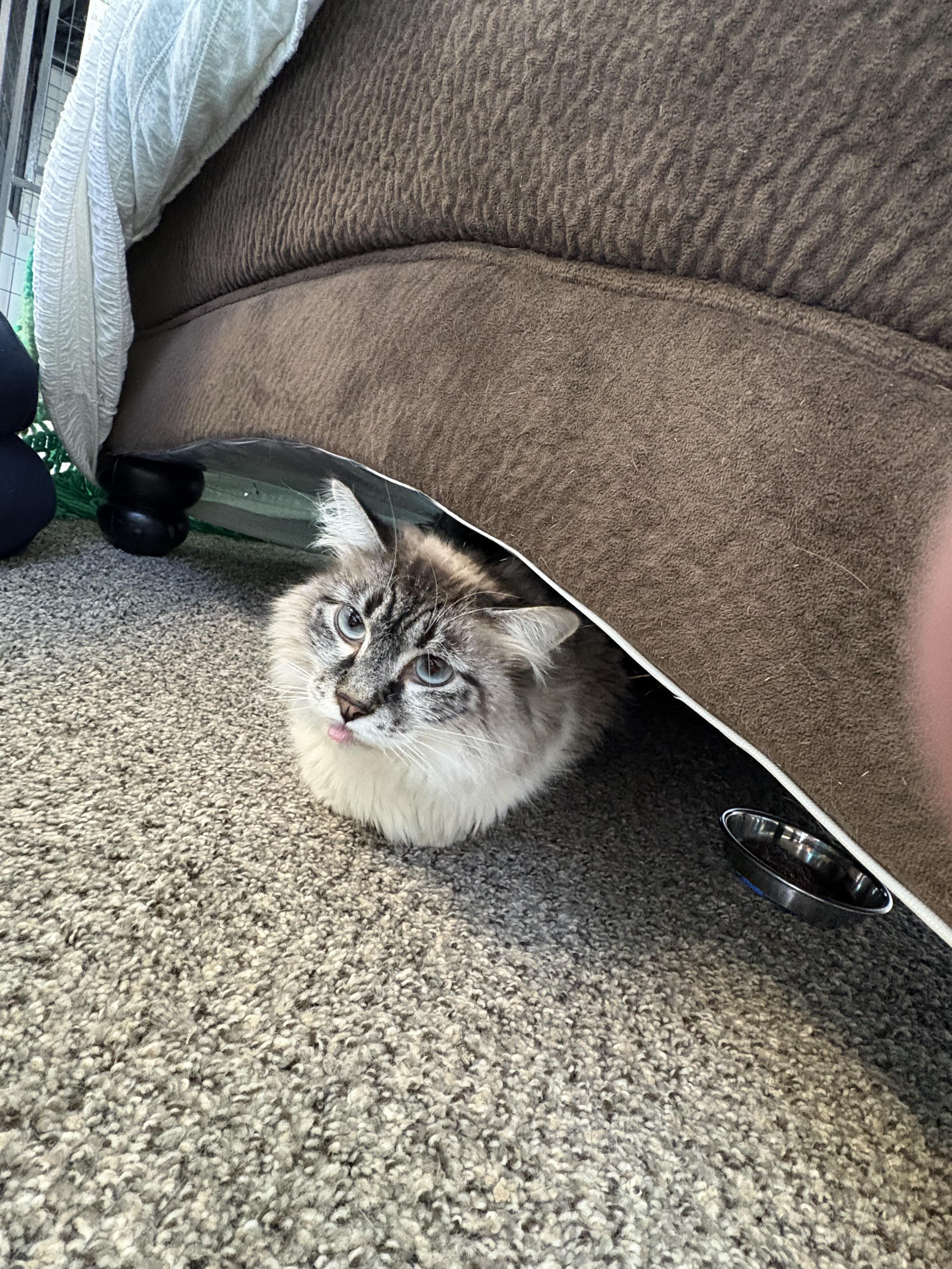 Enlarge Loki, a Adoptable Domestic Long Hair in Carson City, NV image 3/3