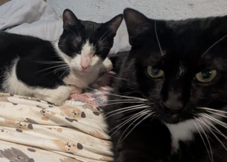 Dove & Robin, Adoptable, Adult Female Domestic Short Hair.