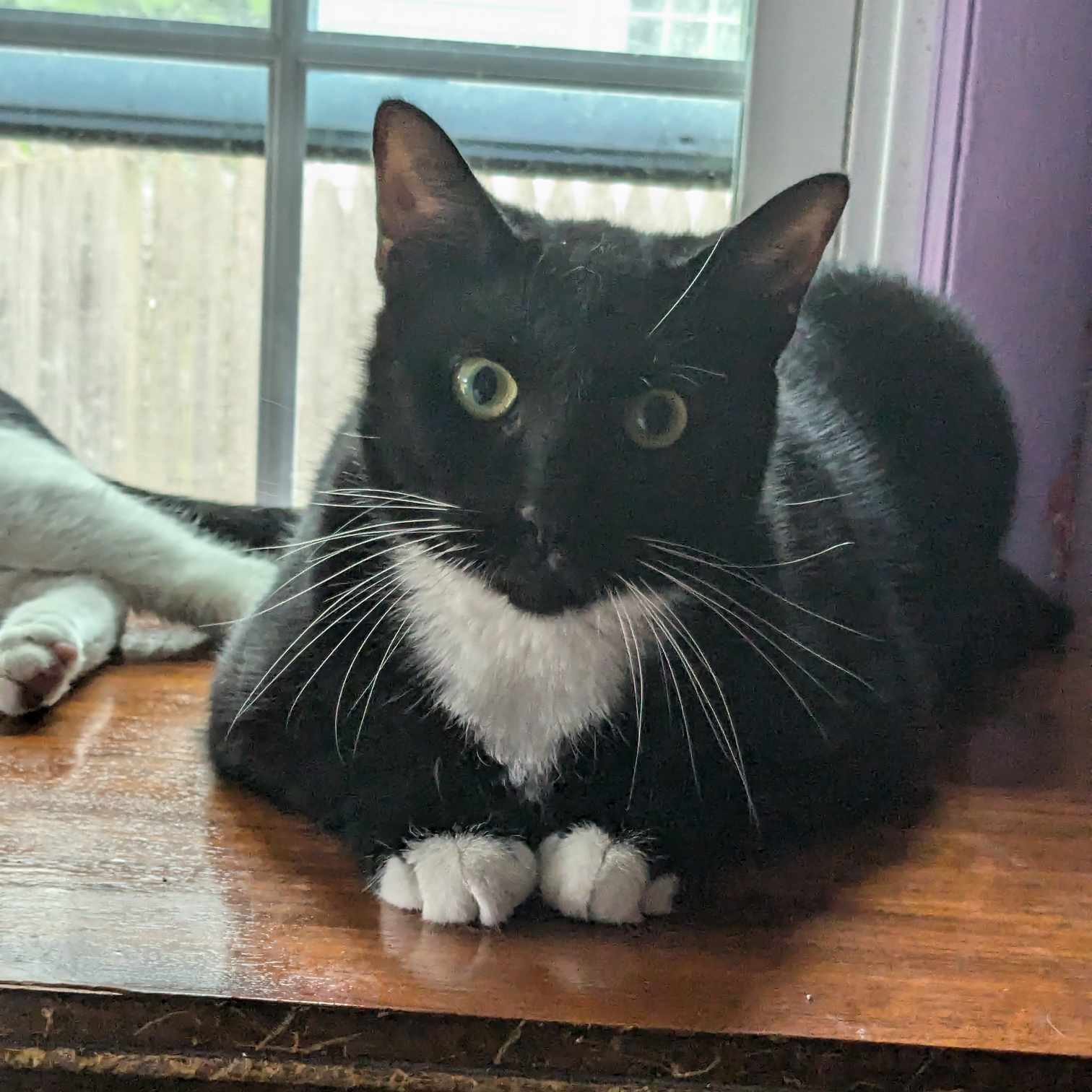 Enlarge Dove & Robin, a Adoptable Domestic Short Hair in Manchester, CT image 3/6