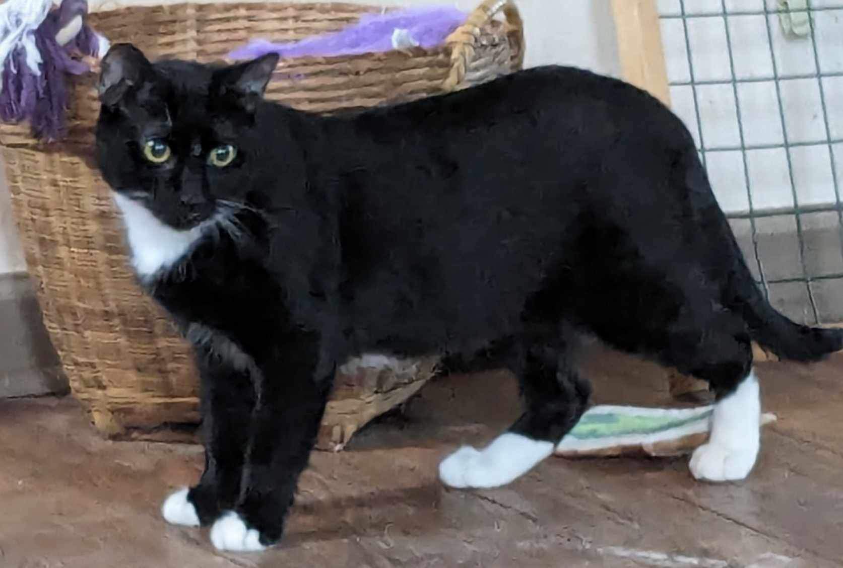 Enlarge Dove & Robin, a Adoptable Domestic Short Hair in Manchester, CT image 2/6