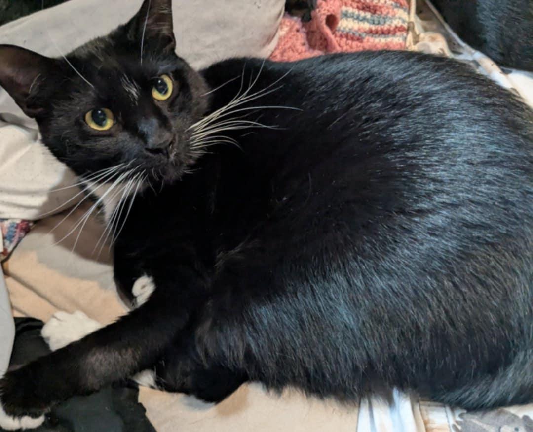 Enlarge Dove & Robin, a Adoptable Domestic Short Hair in Manchester, CT image 5/6