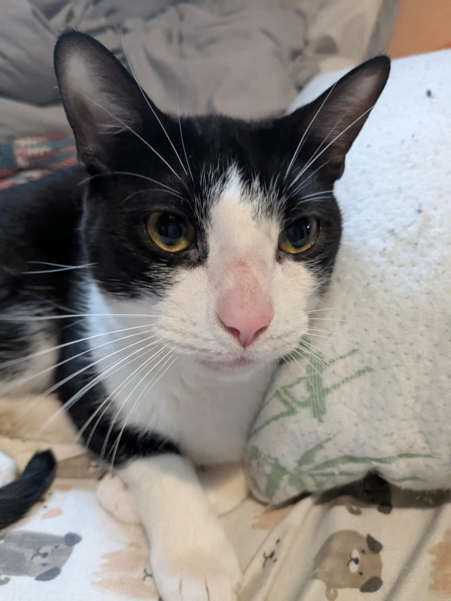 Dove & Robin, Adoptable, Adult Female Domestic Short Hair.