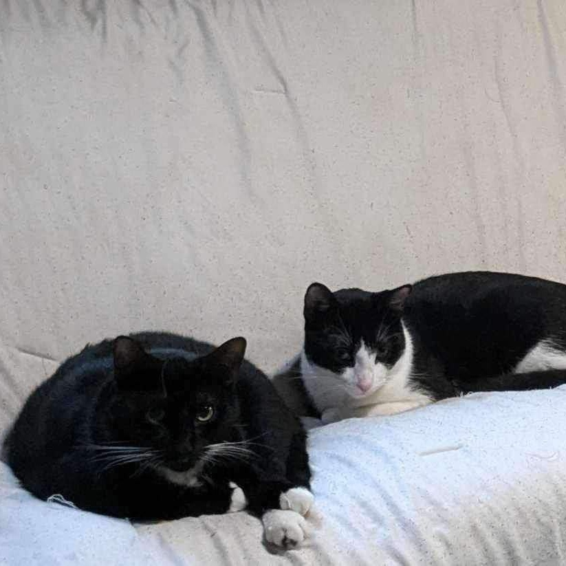 Enlarge Dove & Robin, a Adoptable Domestic Short Hair in Manchester, CT image 4/6