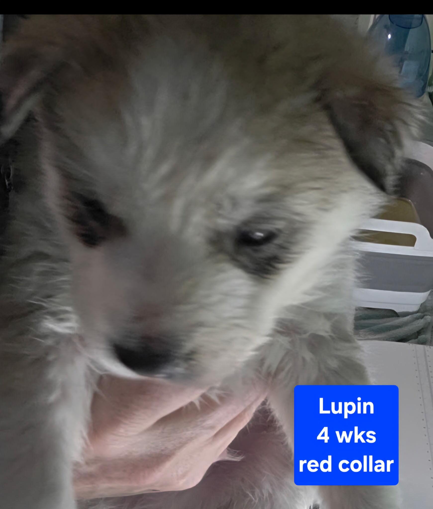 Enlarge Lupin, a Adoptable Siberian Husky in Cottonwood Heights, UT image 4/6