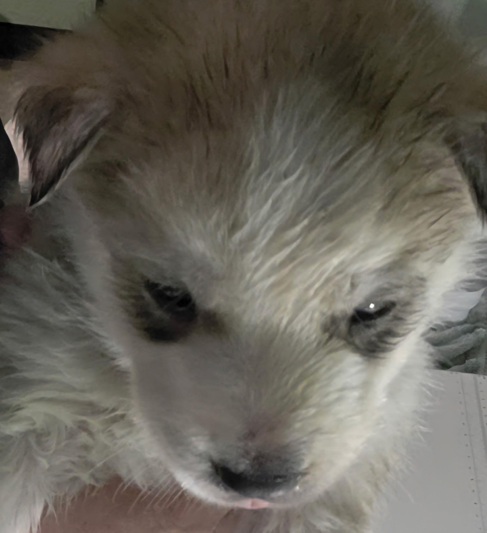 Enlarge Lupin, a Adoptable Siberian Husky in Cottonwood Heights, UT image 5/6