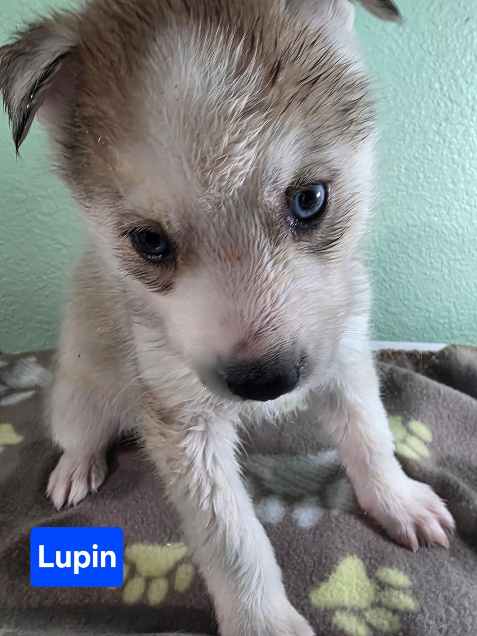 Enlarge Lupin, a Adoptable Siberian Husky in Cottonwood Heights, UT image 6/6