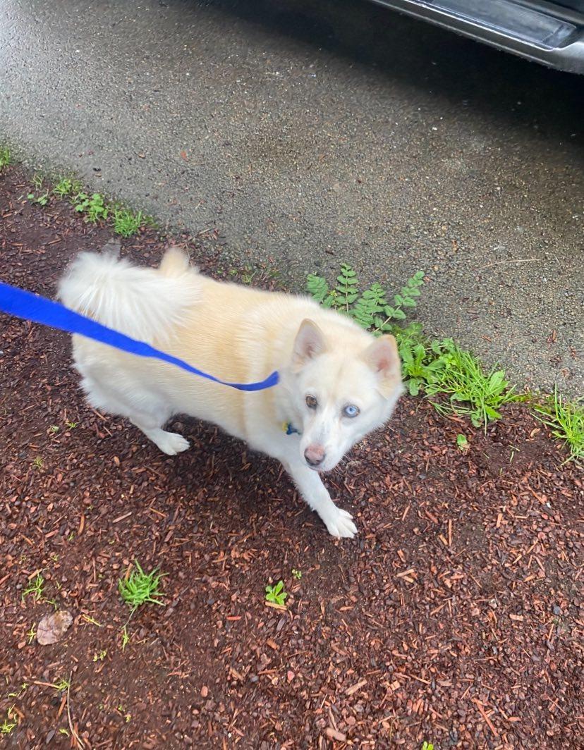 Enlarge Charlie, an adopted Pomsky in Winston, OR image 3/3