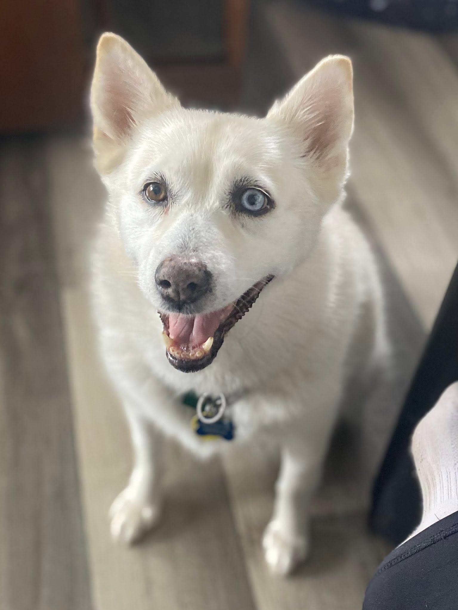Charlie, adopted, Senior Female Pomsky.