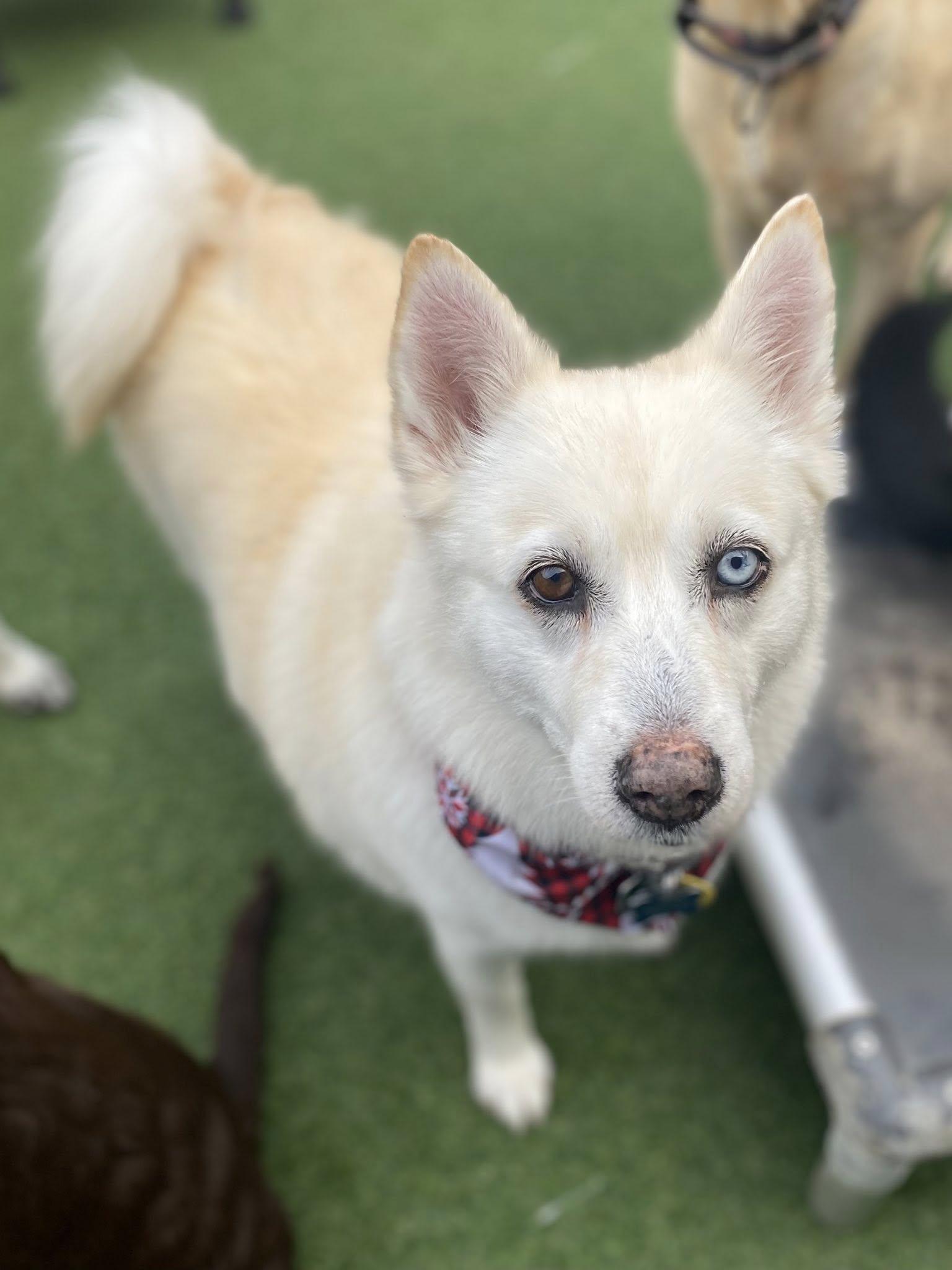 Enlarge Charlie, an adopted Pomsky in Winston, OR image 2/3