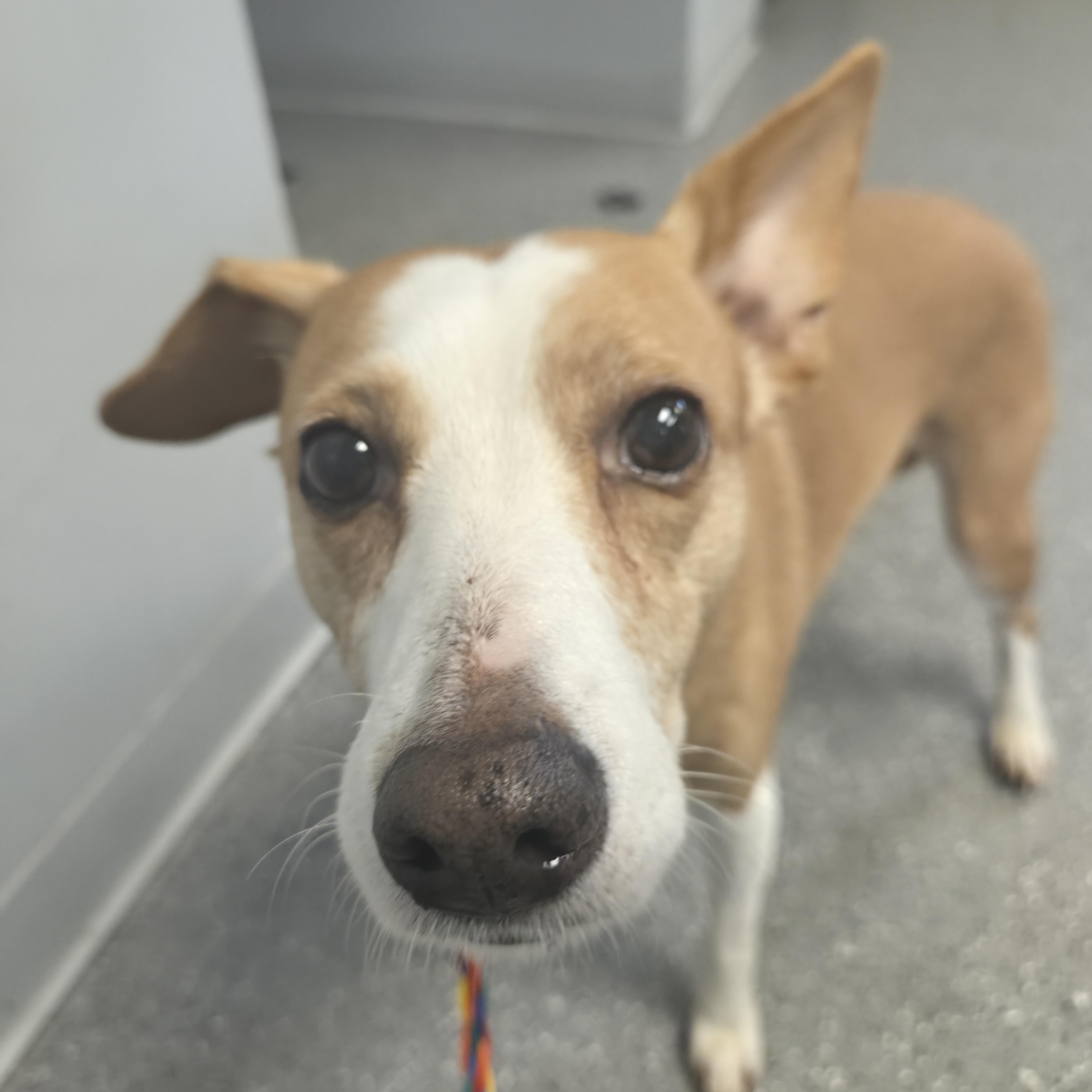 Daisy, Adopted, Adult Female Hound.