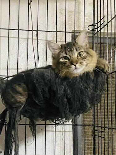 Jingle, Adoptable, Young Male Domestic Medium Hair.