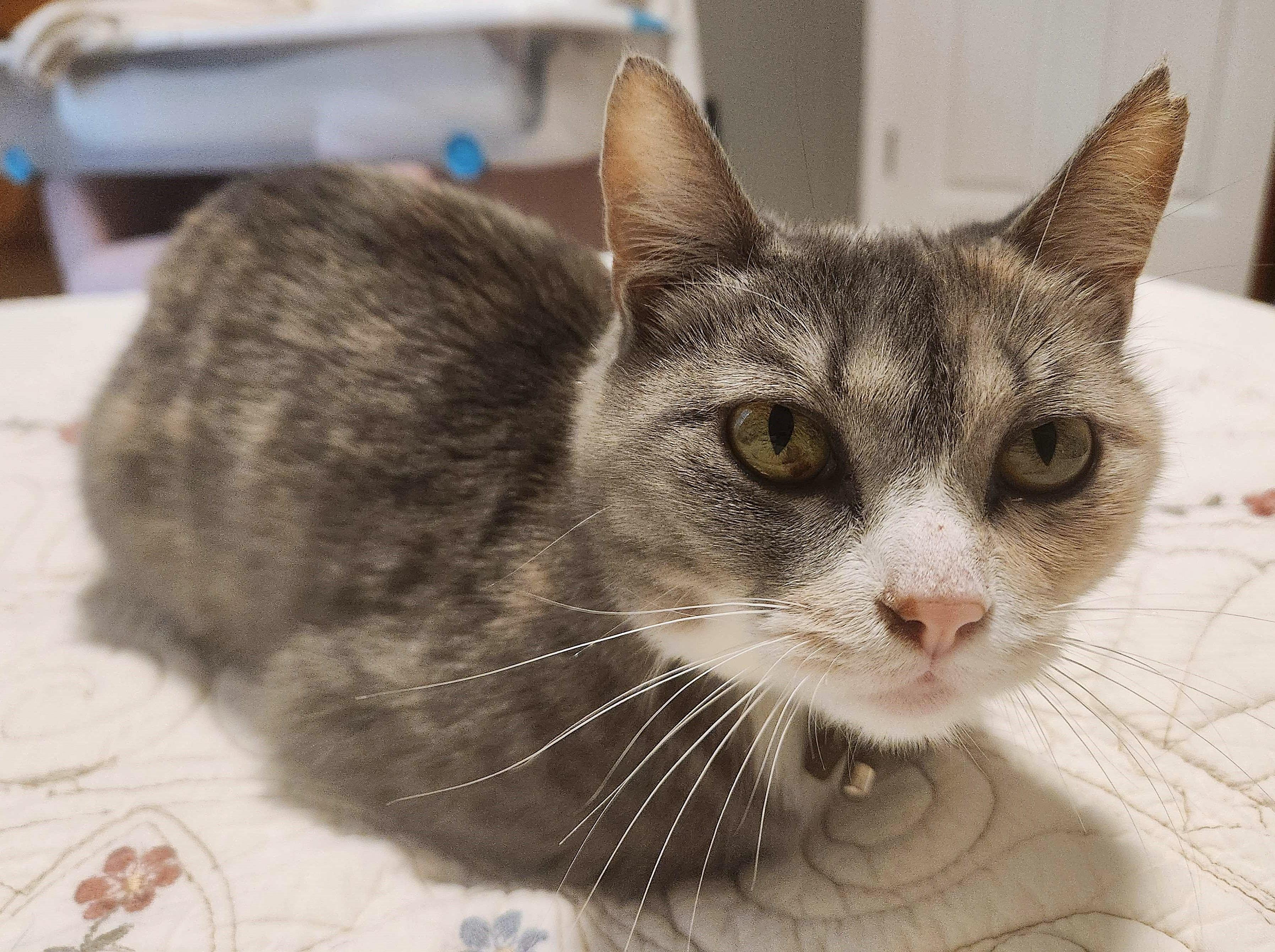 Lila - Athens Ga - COURTESY POST