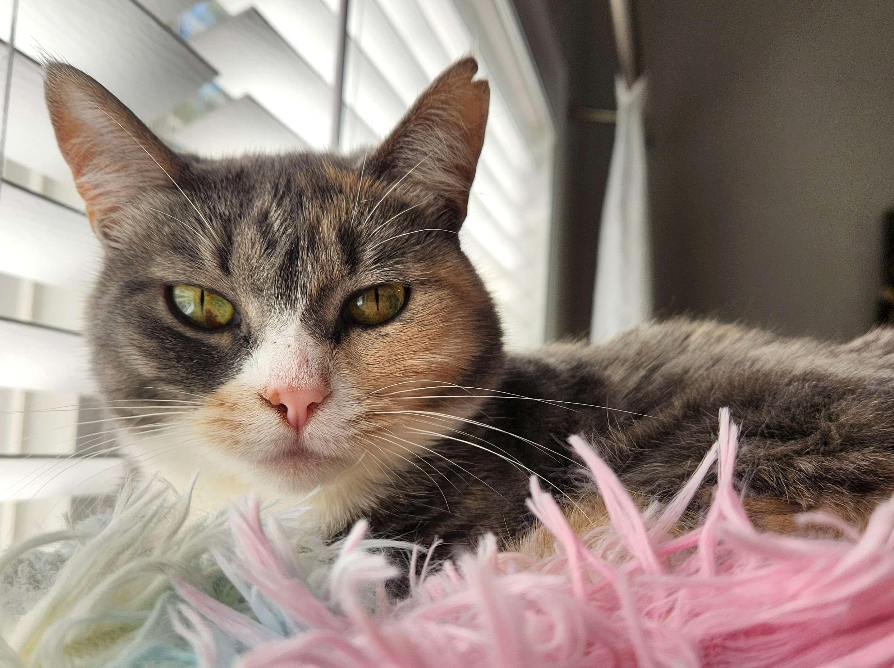 Lila - Athens Ga - COURTESY POST