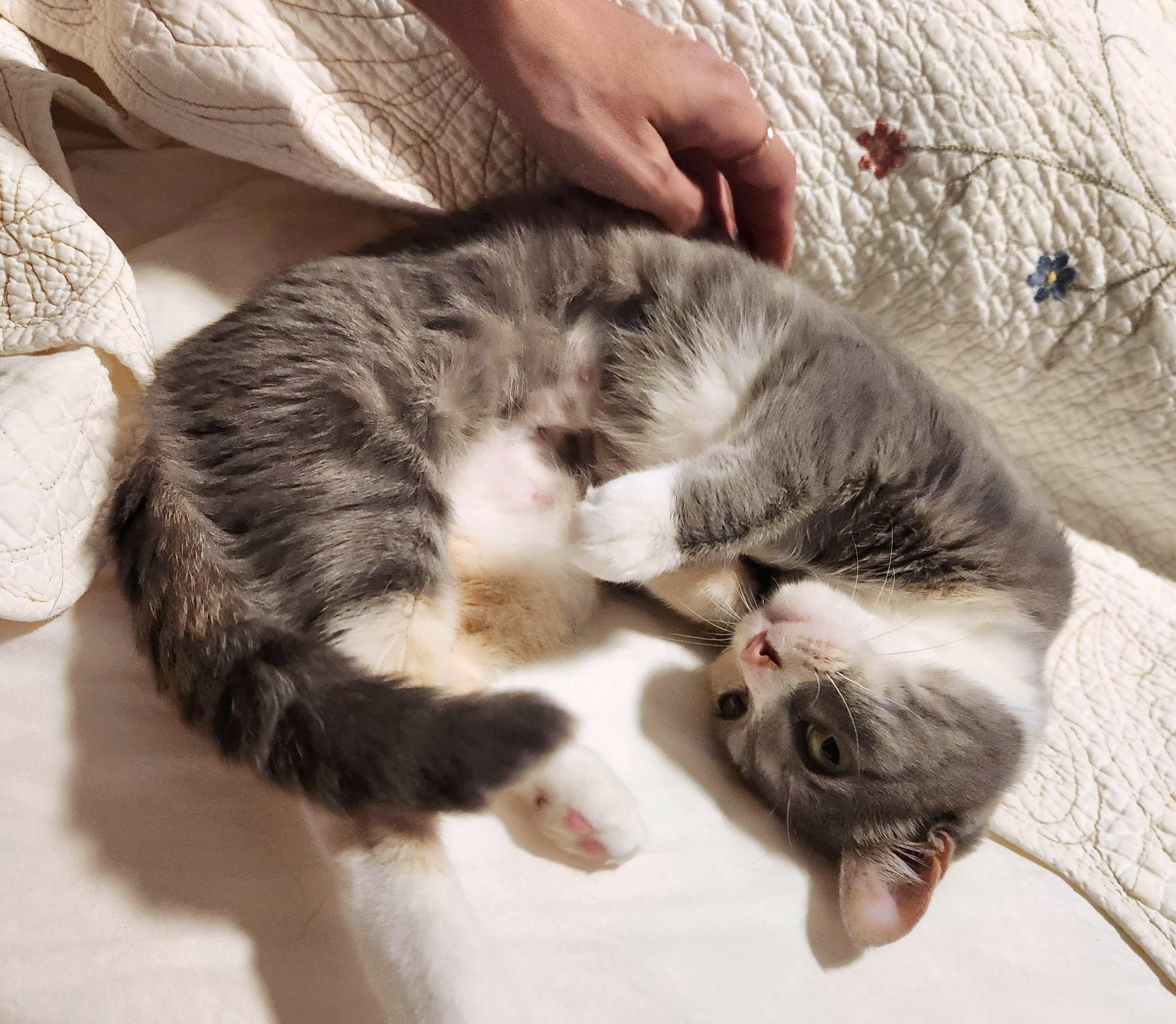 Lila - Athens Ga - COURTESY POST