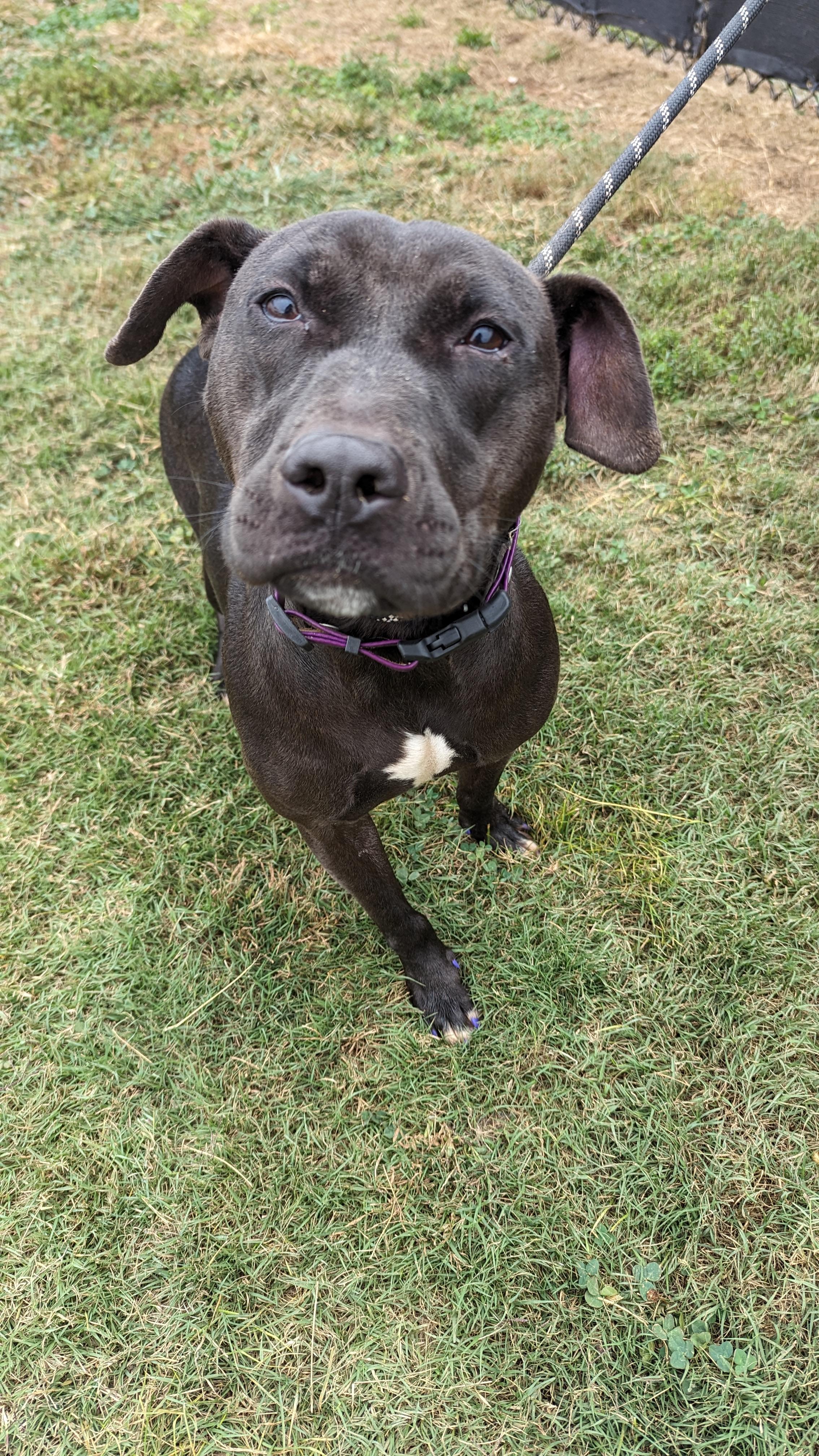 Enlarge Flannery, a Adoptable mixed breed in PHILADELPHIA, TN image 1/1