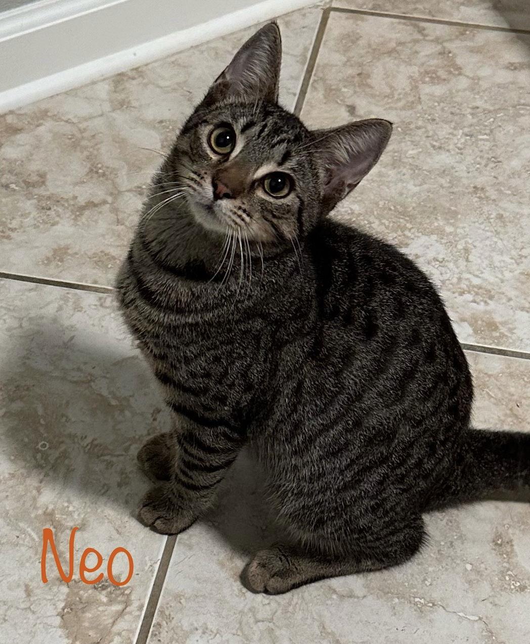 Enlarge Neo, a Adoptable Domestic Short Hair in Longwood, FL image 1/2
