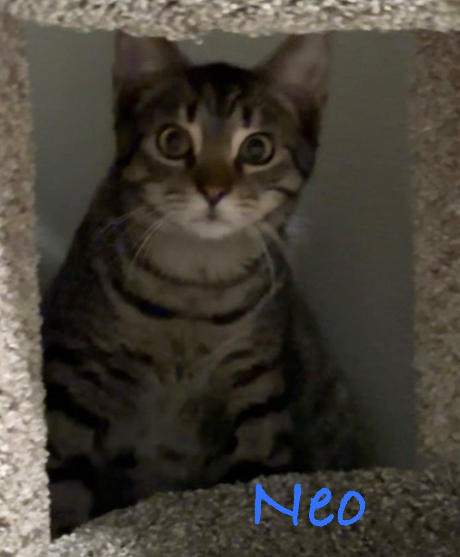 Enlarge Neo, a Adoptable Domestic Short Hair in Longwood, FL image 2/2