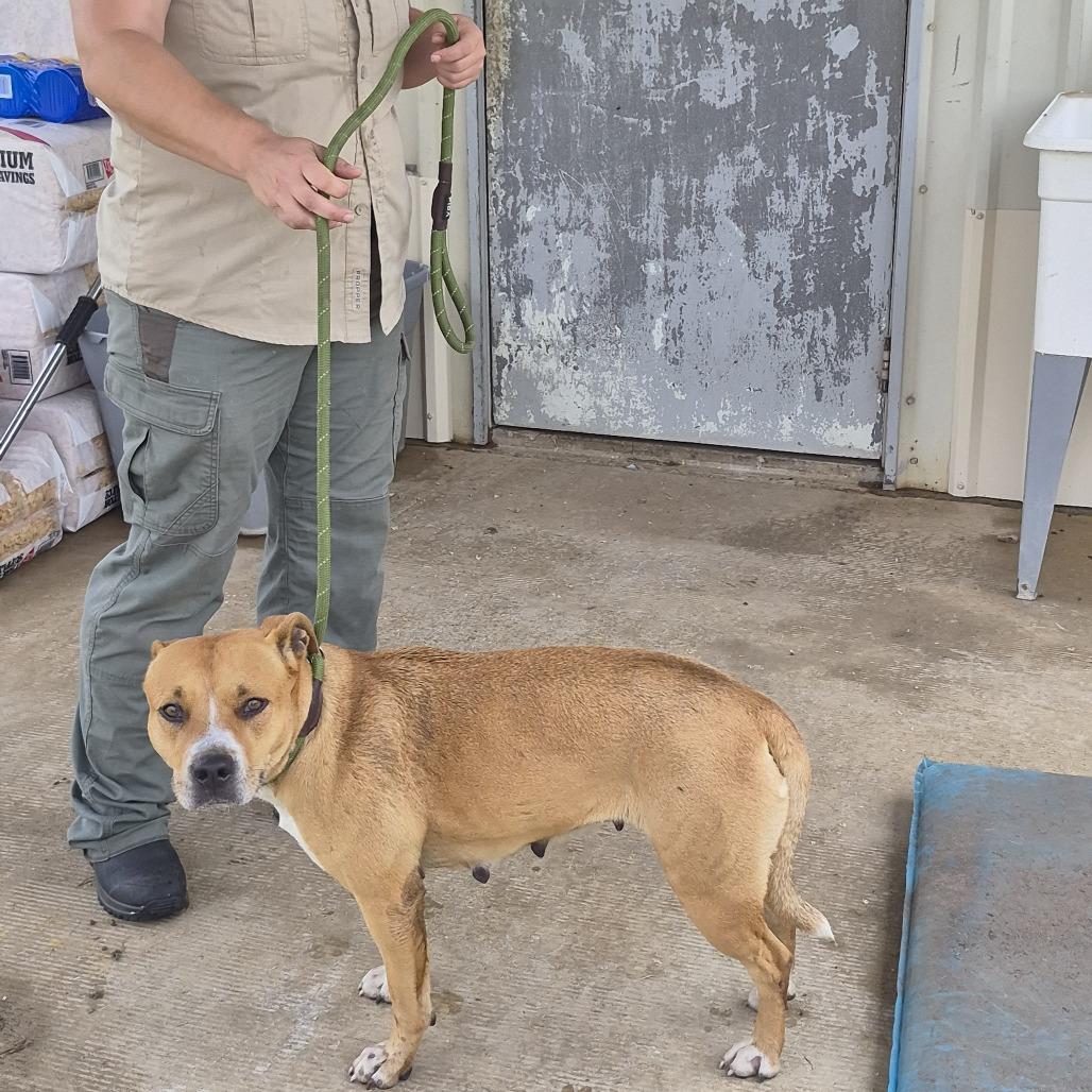 Enlarge Chemy, a Adoptable mixed breed in Durant, OK image 1/1