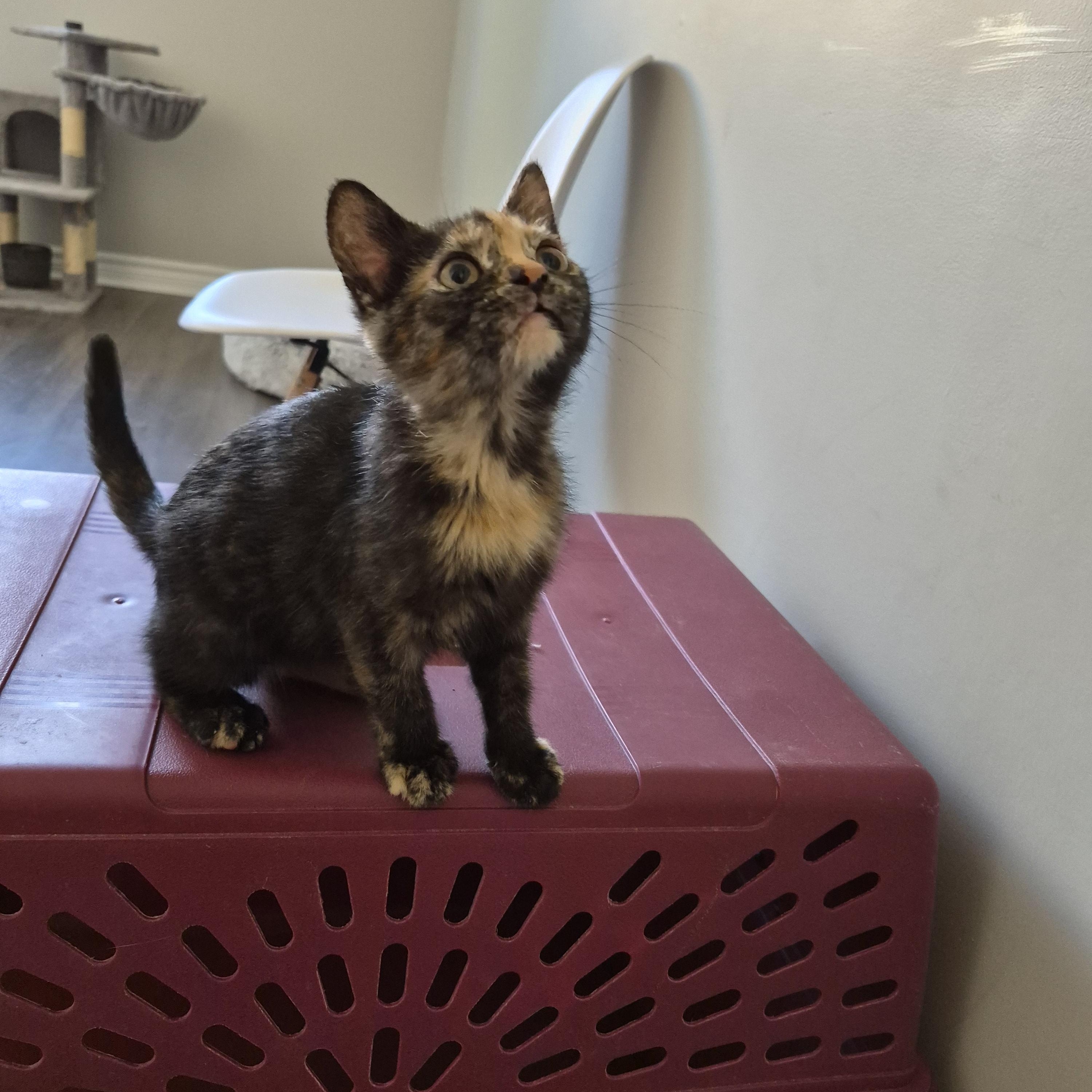 Enlarge Cookie, a Adoptable Domestic Short Hair in Hamilton, ON image 3/6