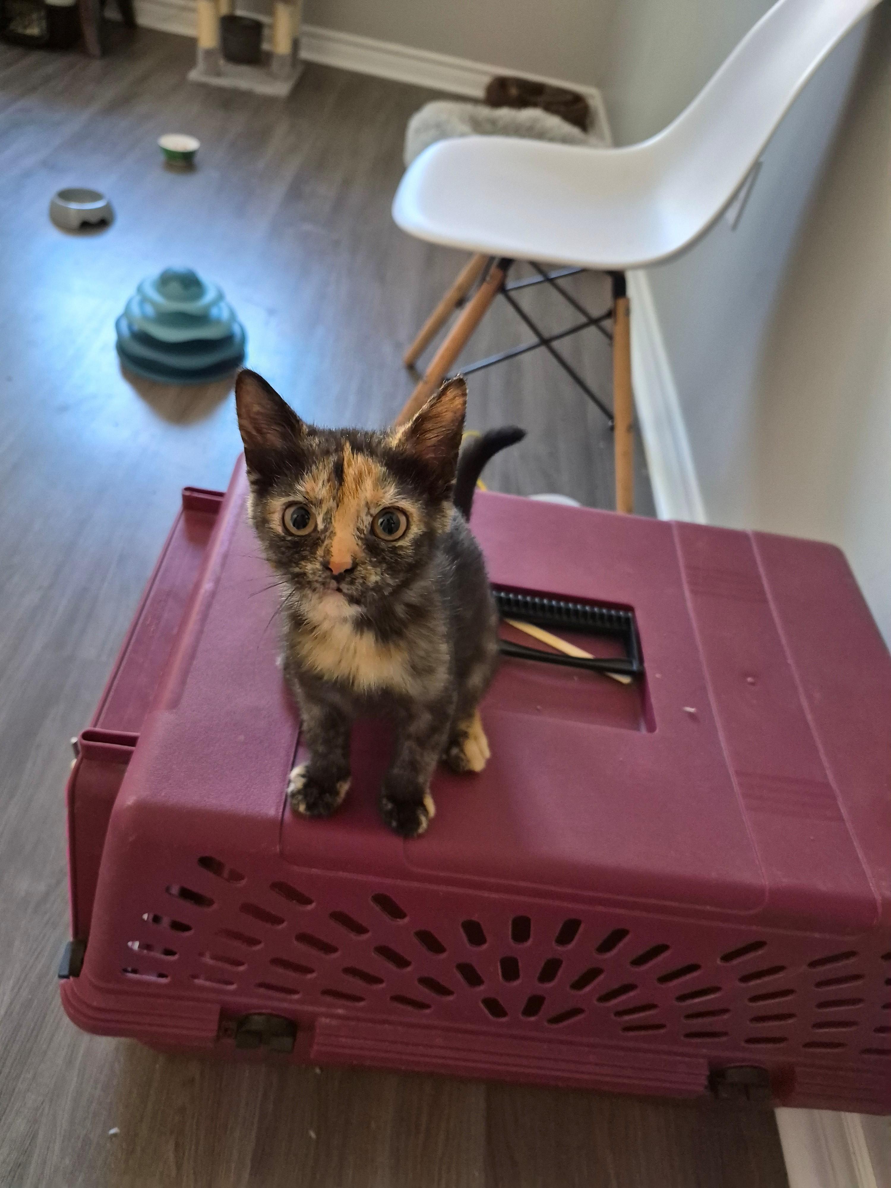 Cookie, Adoptable, Kitten Female Domestic Short Hair.